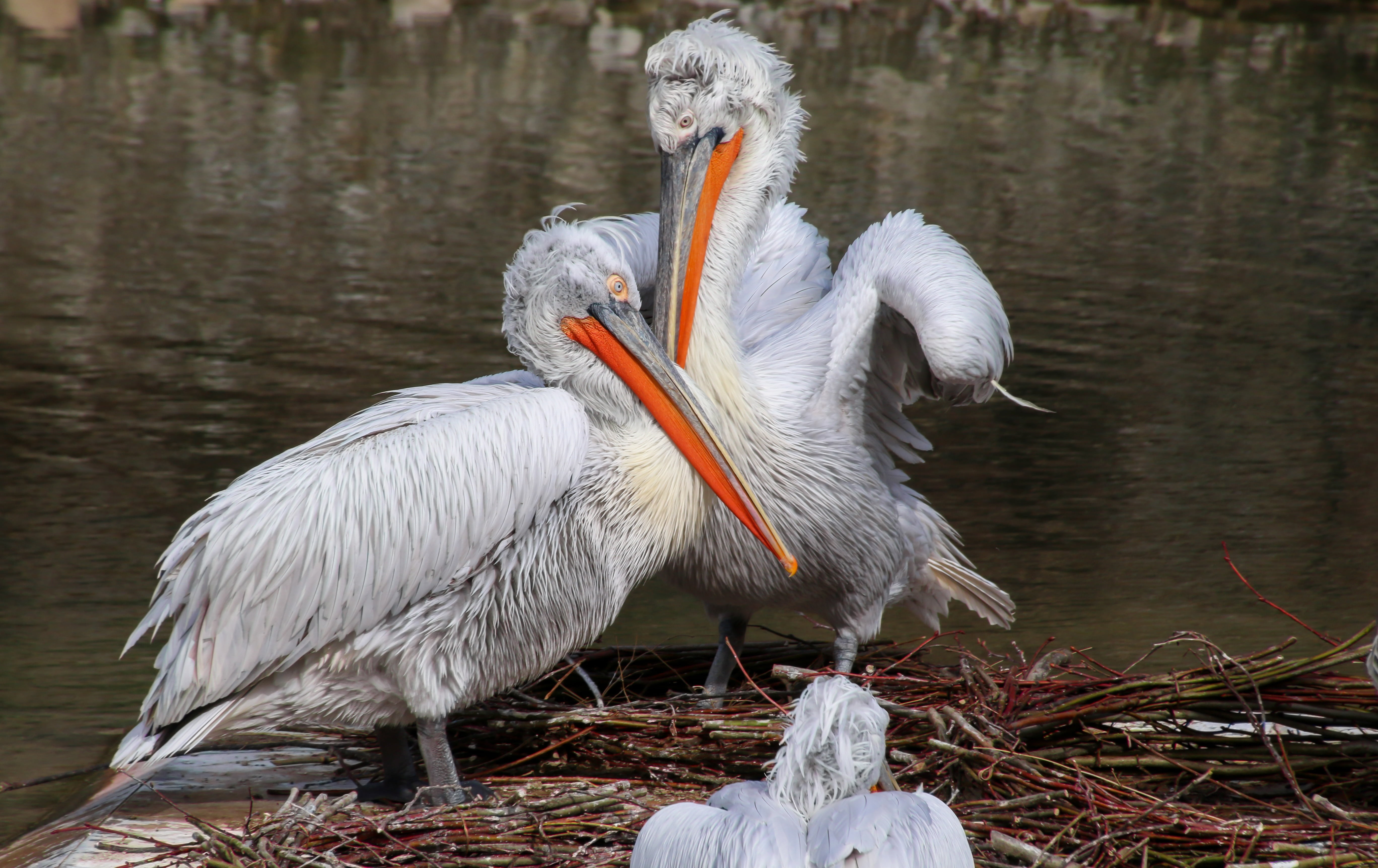 animal themes, dählhölzli, nest, pelicans, animal portrait, near, vertebrate, seevogel, orange, lake, pelican, focus on foreground, two, no people, 5K, HD Wallpaper