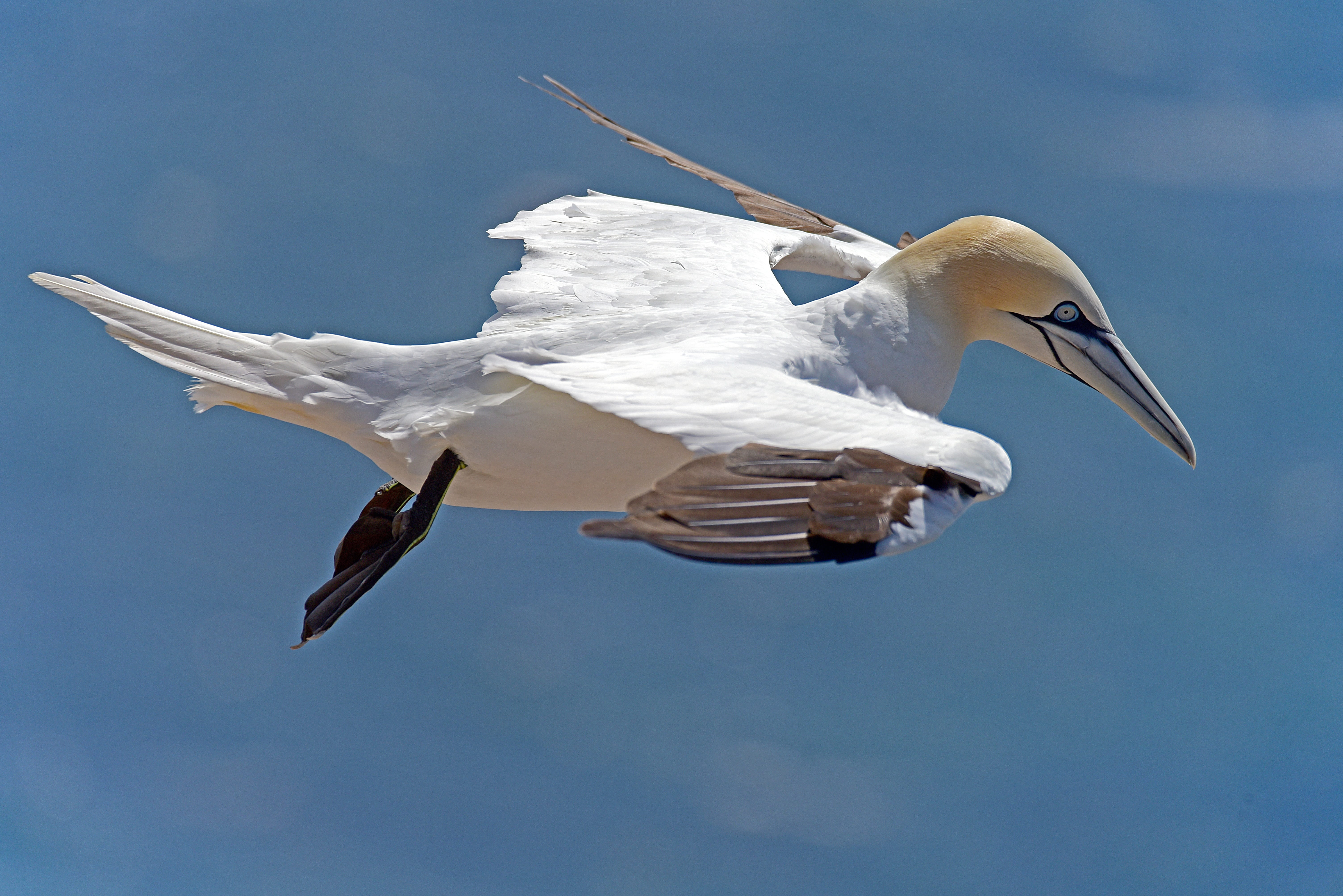 white color, spread wings, feather, one animal, flying, beak, animal, selective, selective focus, white bird, bird, no people, wildlife, day, helgoland, HD Wallpaper