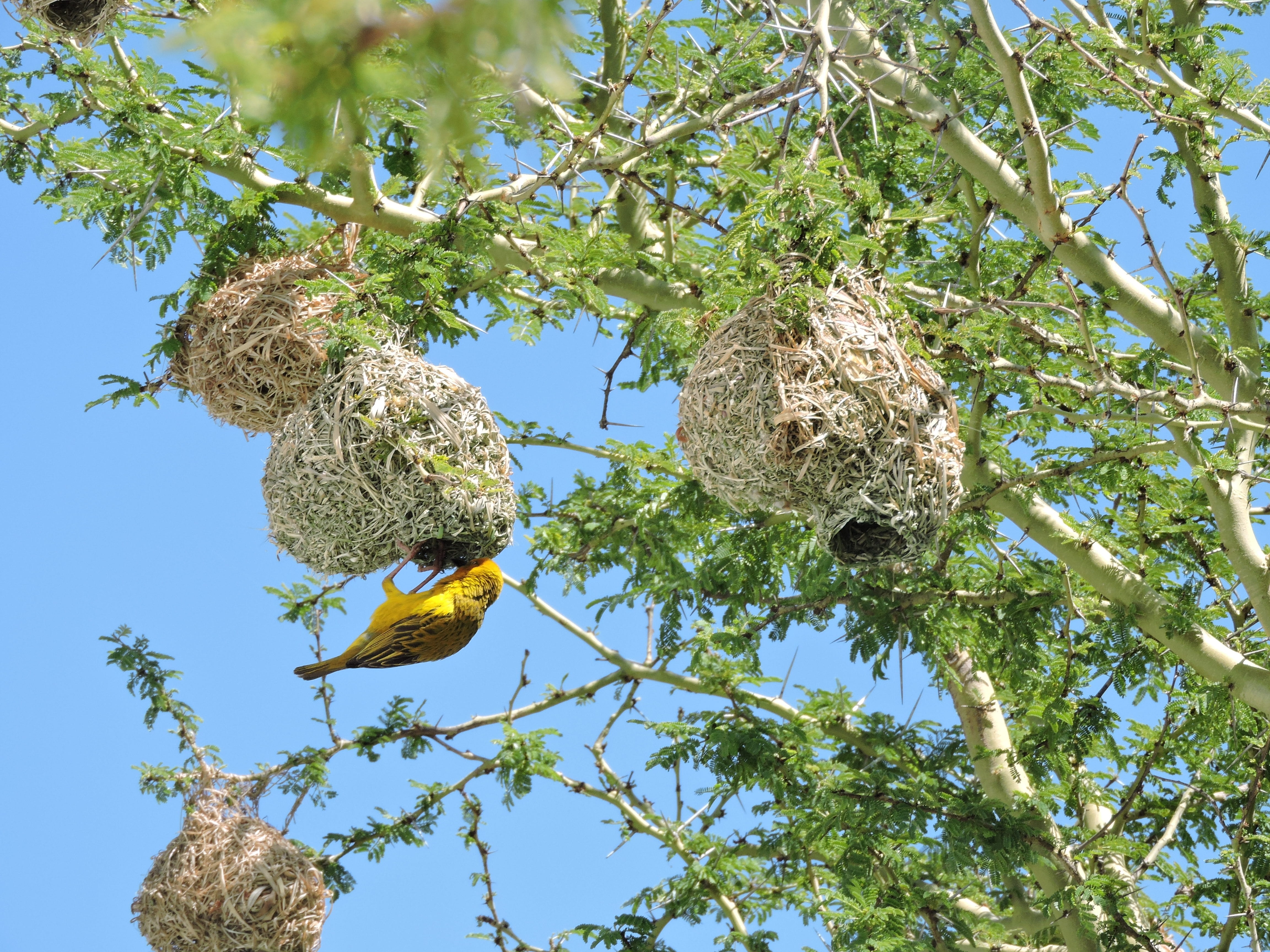 nesting, animal themes, growth, Bird, grass, green, straw, no people, branches, day, animal wildlife, botswana, Nest, wildlife, safari, animal, food, natural, HD Wallpaper