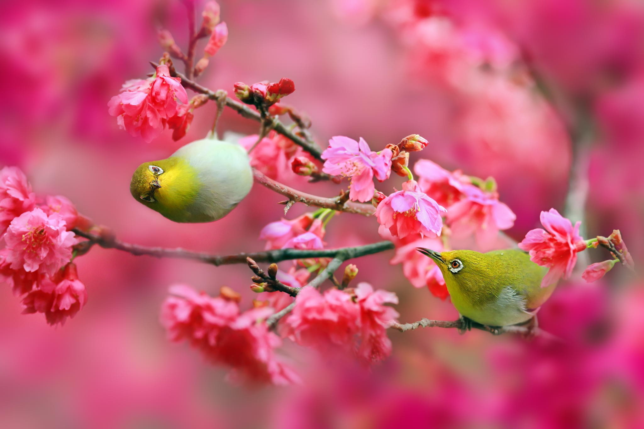 Nature, flowers, Japanese white-eye, japanese, Birds, eye, branches, 1080P, white, pink, cherry, HD Wallpaper