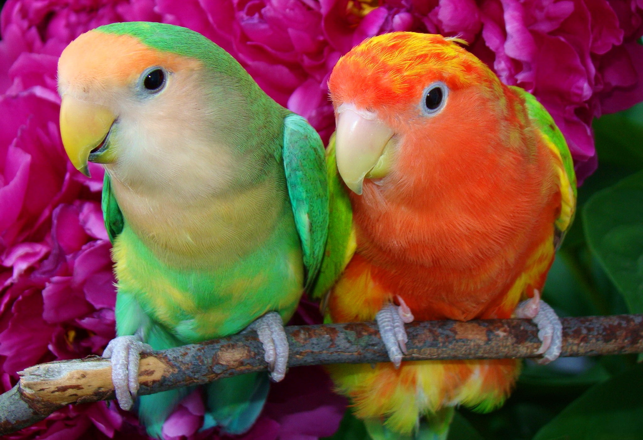 outdoors, white, colors, feather, orange Color, pets, group of animals, cute, aviary, animal themes, animal Wing, vertebrate, tropical Climate, animals In The Wild, HD Wallpaper