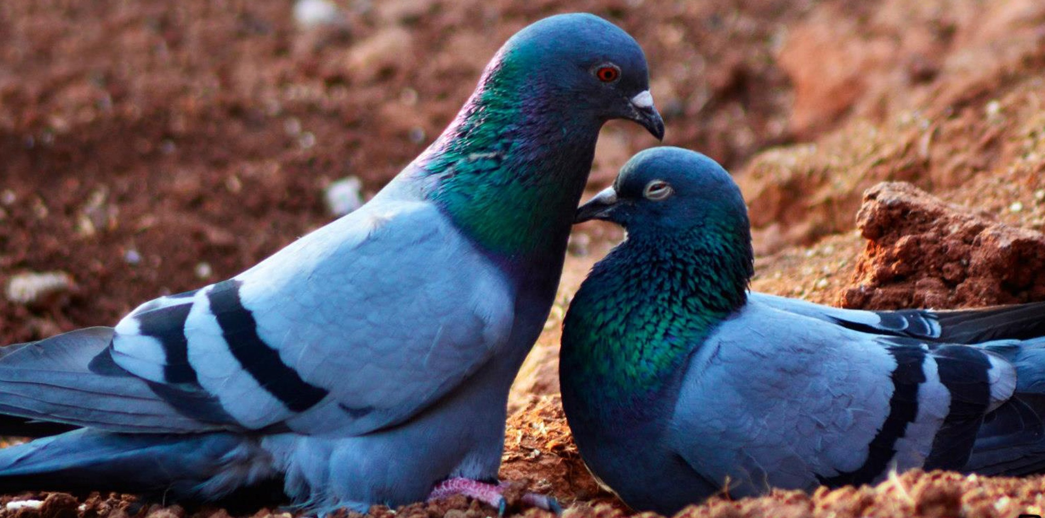 outdoors, animals in the wild, animal themes, close-up, romance, blue, togetherness, 1080P, animal, vertebrate, field, day, two animals, dove, two, land, HD Wallpaper
