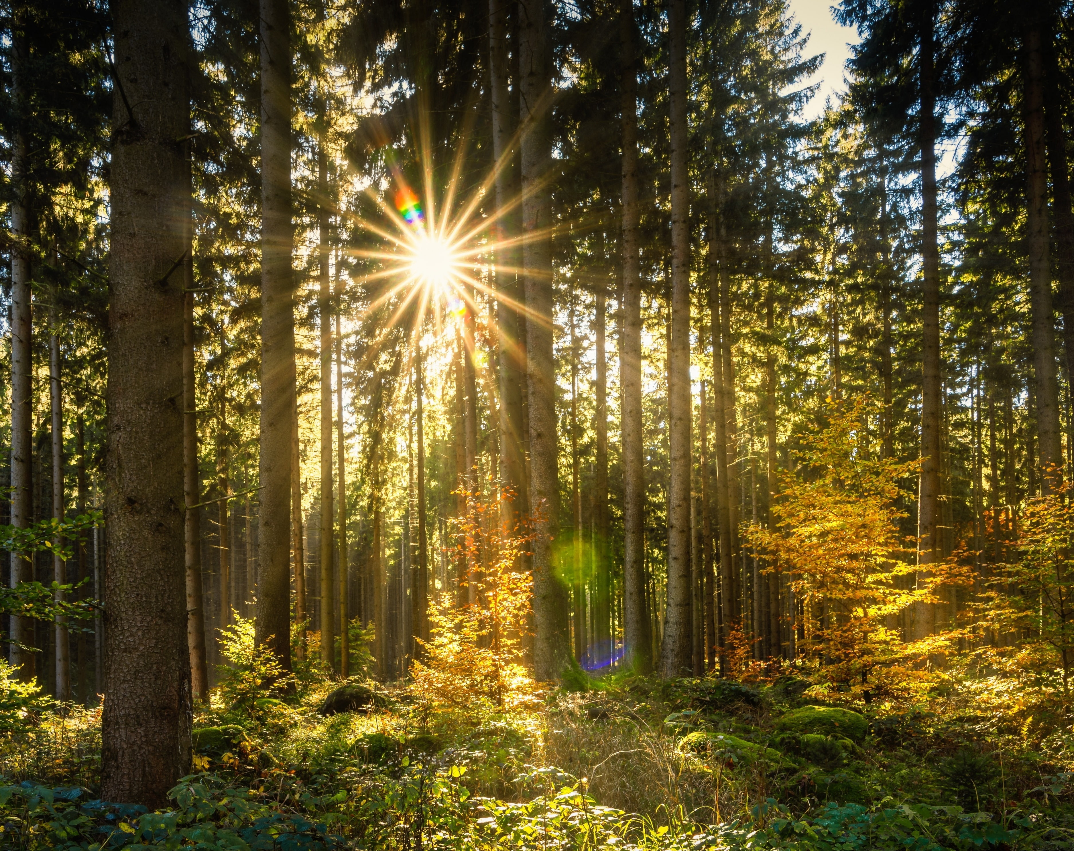 tree, October, day, bright, sunbeam, Scenery, lens flare, beauty in nature, Forest, morning, tree trunk, Contrejour, Sunlight, tranquility, Deciduous, woodland, HD Wallpaper