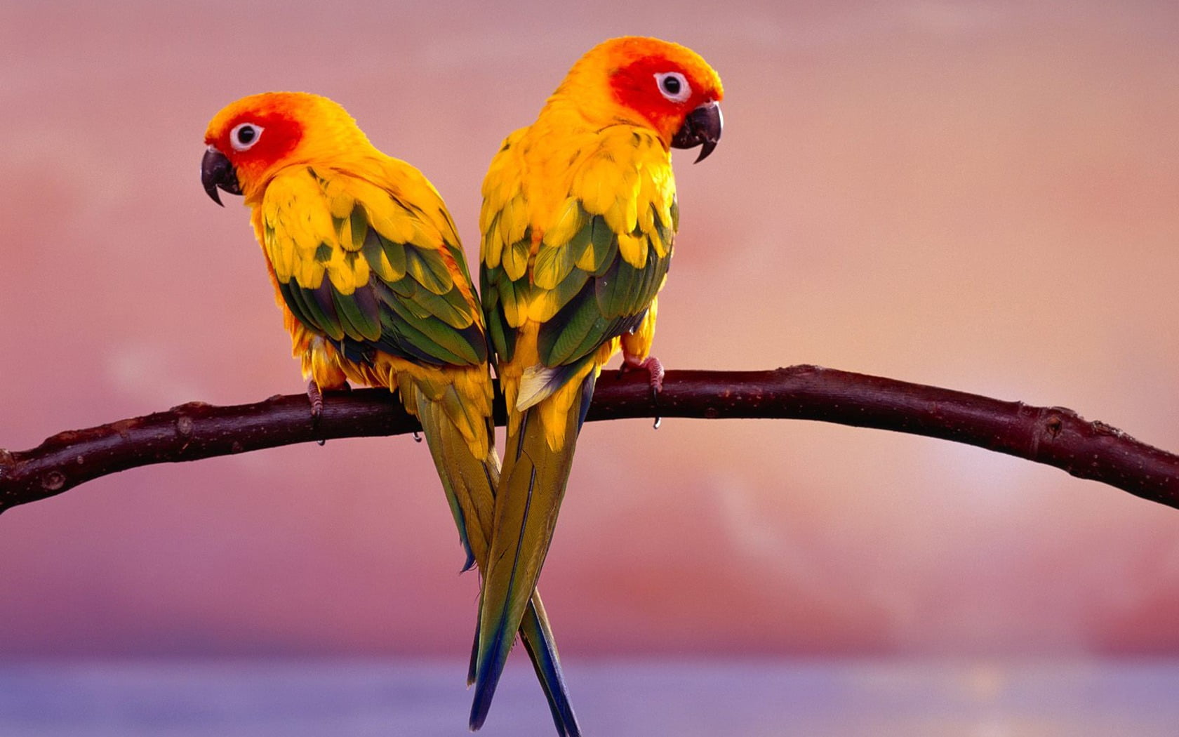 bird, two, parrots, perching, multi colored, bids, branch, tree, yellow, no people, group of animals, Parrot, 720P, two animals, animal themes, animal family, HD Wallpaper