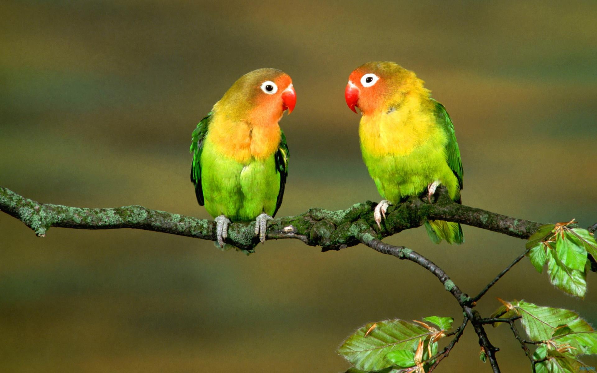 1080P, birds, inseparable, parrots, lorikeets, feathers, animals, colorful, HD Wallpaper