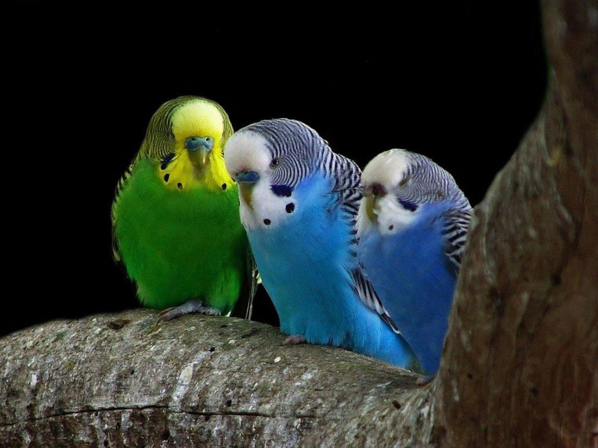 animals, x, BIRDS, hd, art, parrots, 1080P, HD Wallpaper