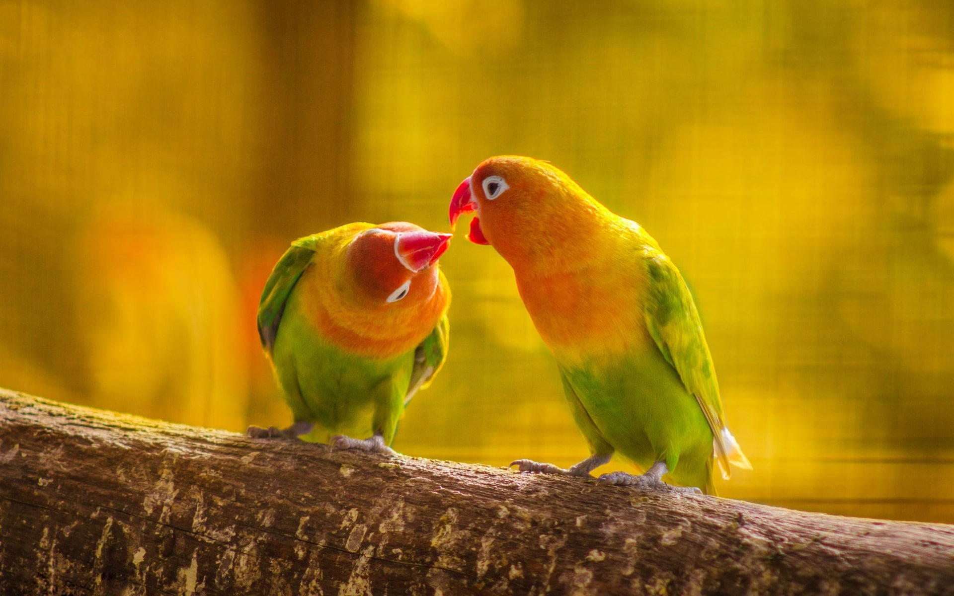Parrot, Birds, 1080P, Kiss, close, Love, HD Wallpaper