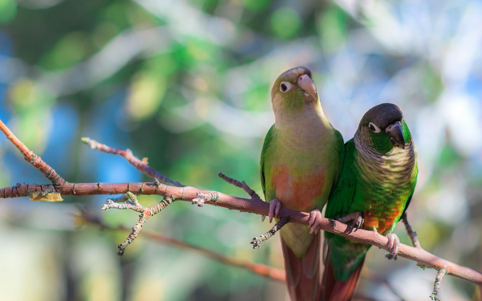 Two, Blurred, 1080P, Background, Parrots, Bird, HD Wallpaper