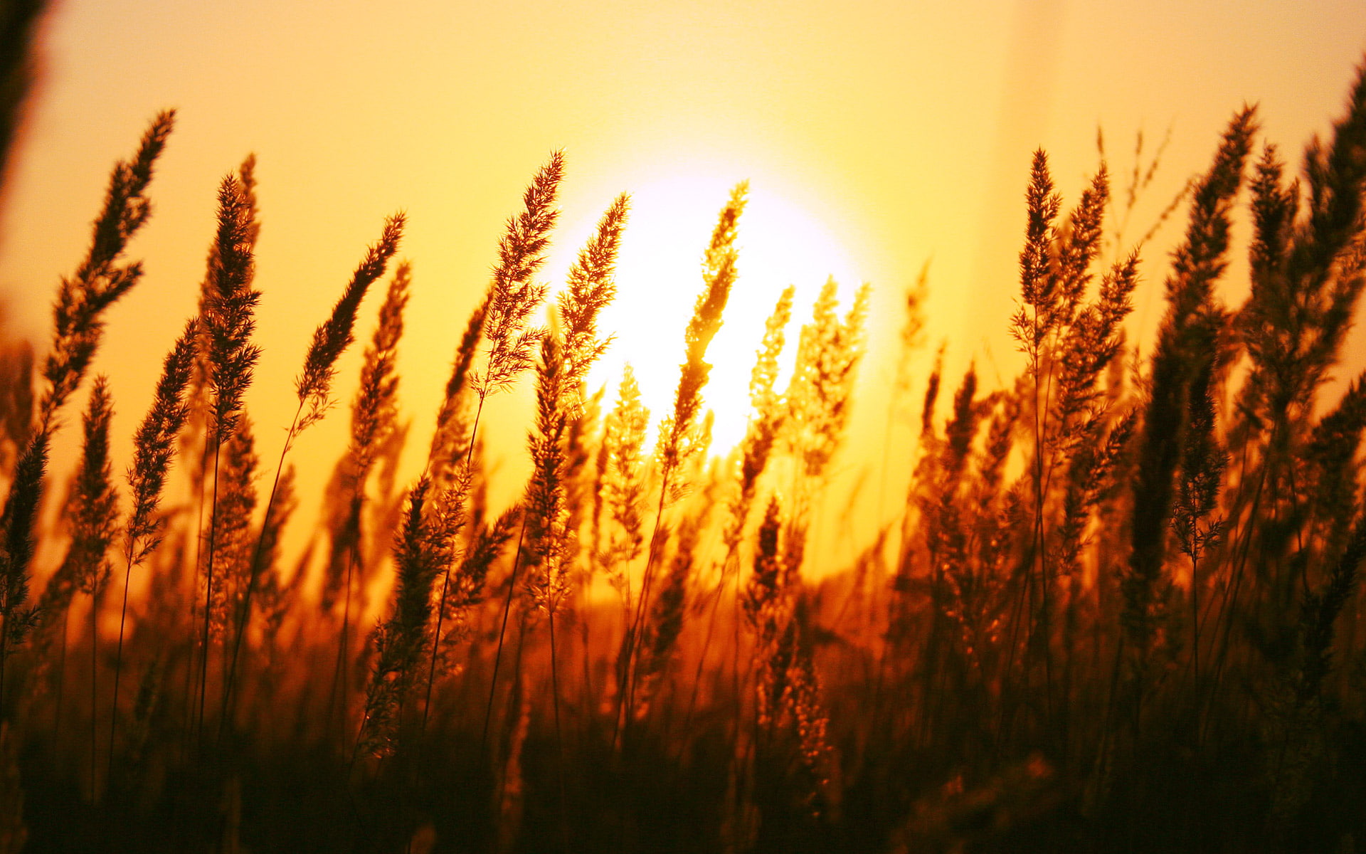 nature, 1080P, rise, landscape, hd, beautiful, sun, HD Wallpaper