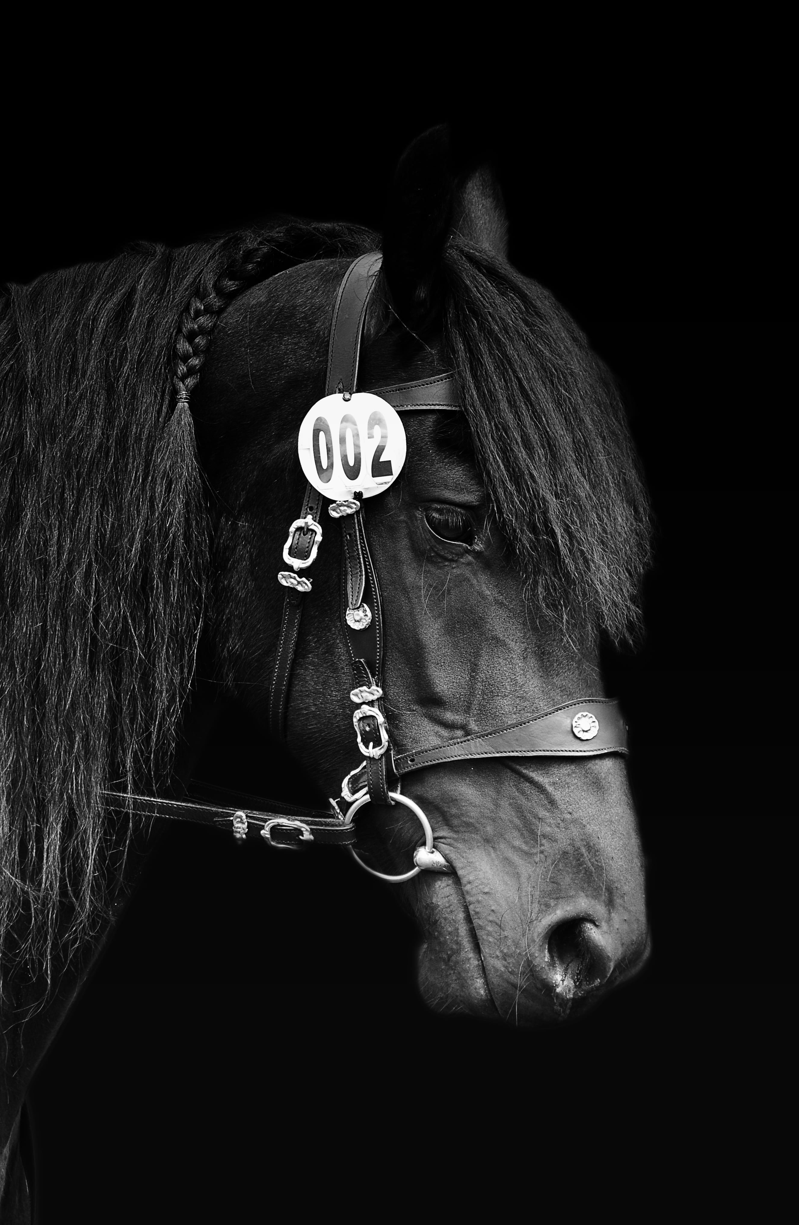 equestrian, riding course, rap, headshot, animals, bridle, adult, horse head, paddock, leisure activity, horse, 4K, ranch, human hair, animal wildlife, Phone HD Wallpaper
