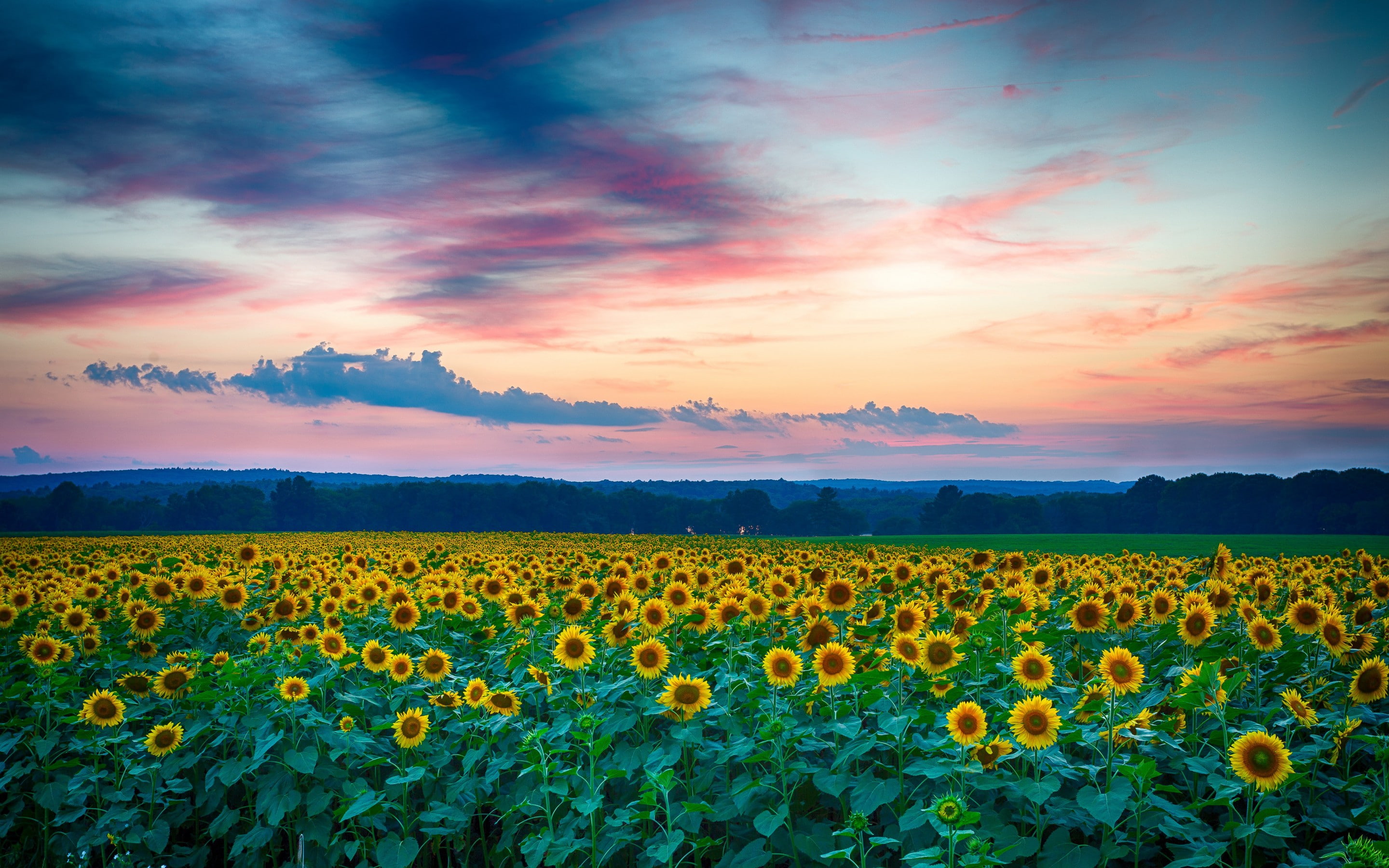 landscape, yellow, field, 2K, Sunset, clouds, sunflowers, Nature, summer, Night, HD Wallpaper