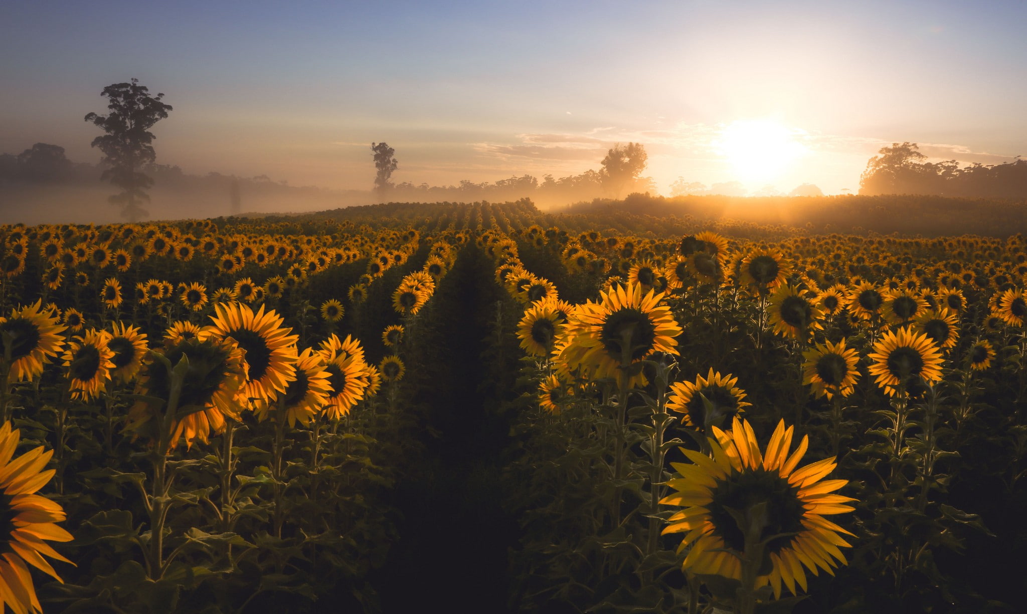 sunflower, agriculture, sunset, tranquil scene, field, nature, outdoors, sun, flower, rural scene, scenics - nature, tranquility, growth, mist, sunlight, HD Wallpaper