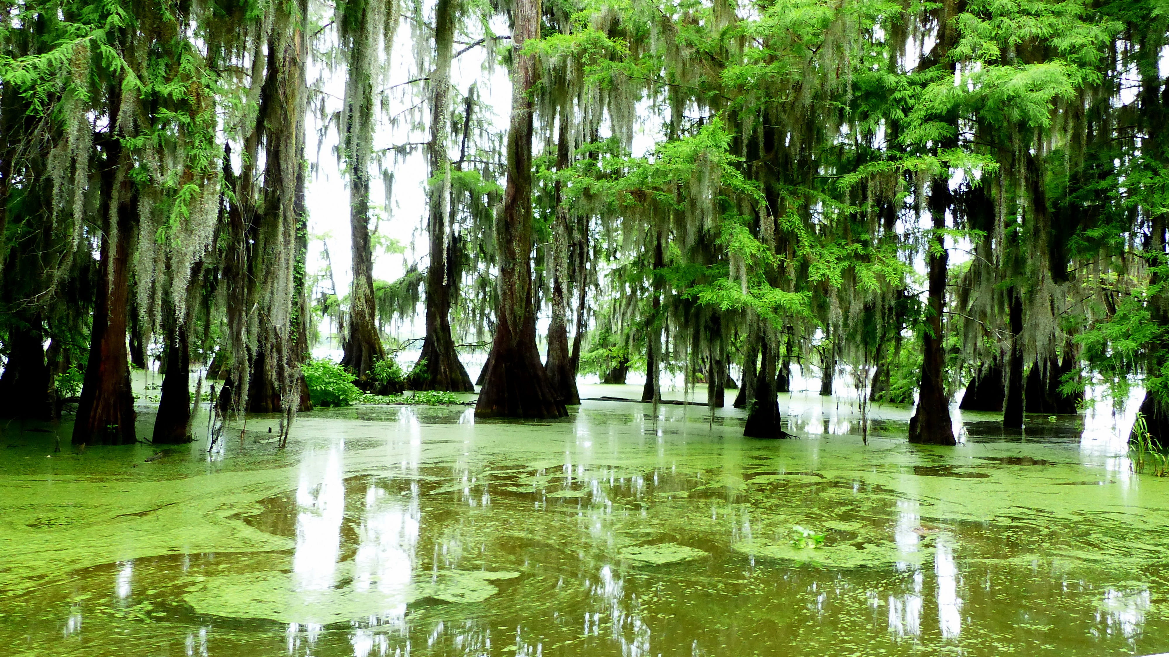 waterfront, plant, day, marsh, outdoors, louisiana, water, tranquil scene, beauty in nature, cypress, foam, plants, 4K, tranquility, morning, tree, woodland, HD Wallpaper
