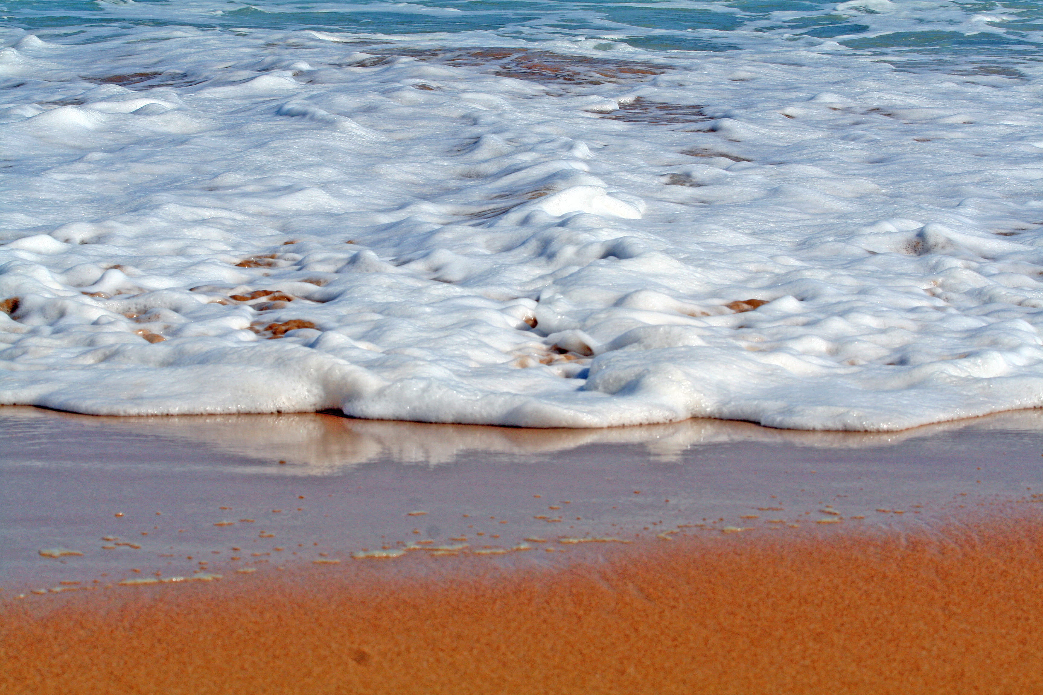 water, motion, sea, ocean, group of animals, animal family, day, nature, vertebrate, foamy, marine, animal wildlife, animal, beach, 2K, australia, outdoors, HD Wallpaper