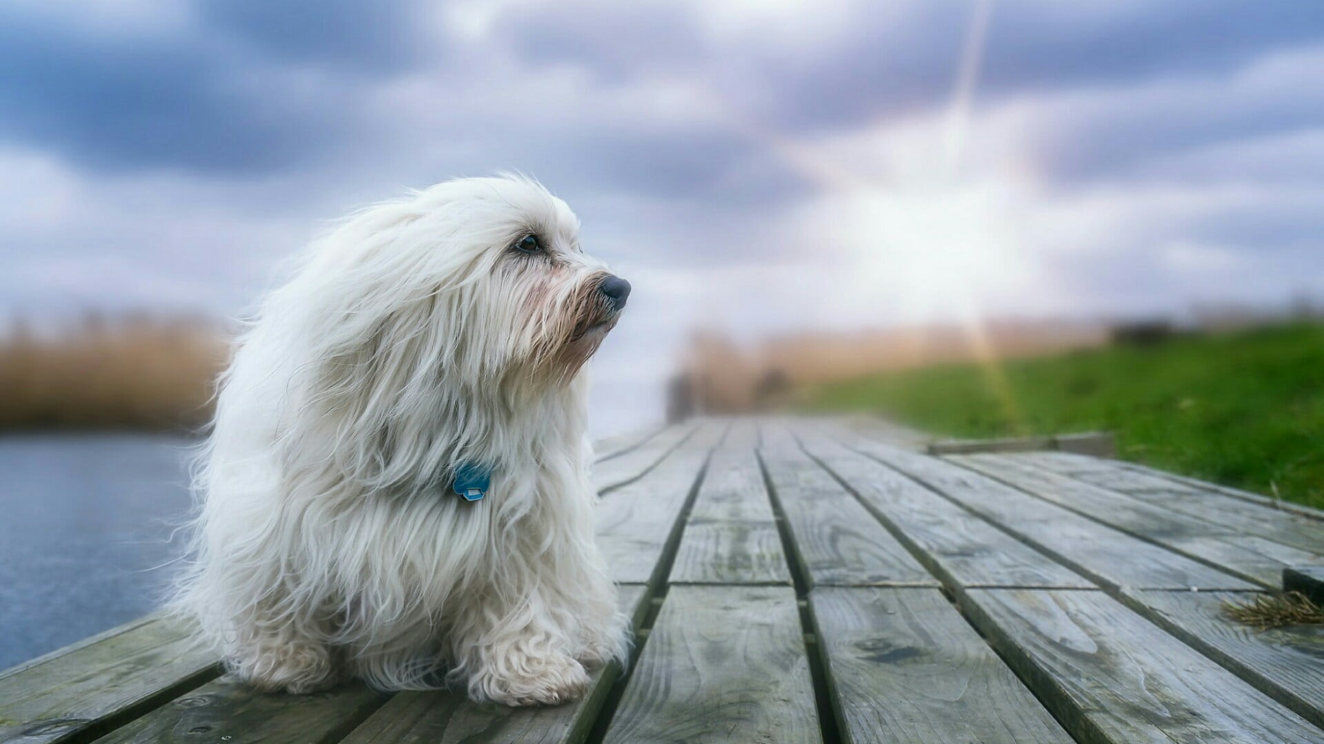 animal, contemplation, white color, purebred dog, canine, one animal, nature, coton de tulear, animal themes, domestic animals, sky, focus on foreground, HD Wallpaper