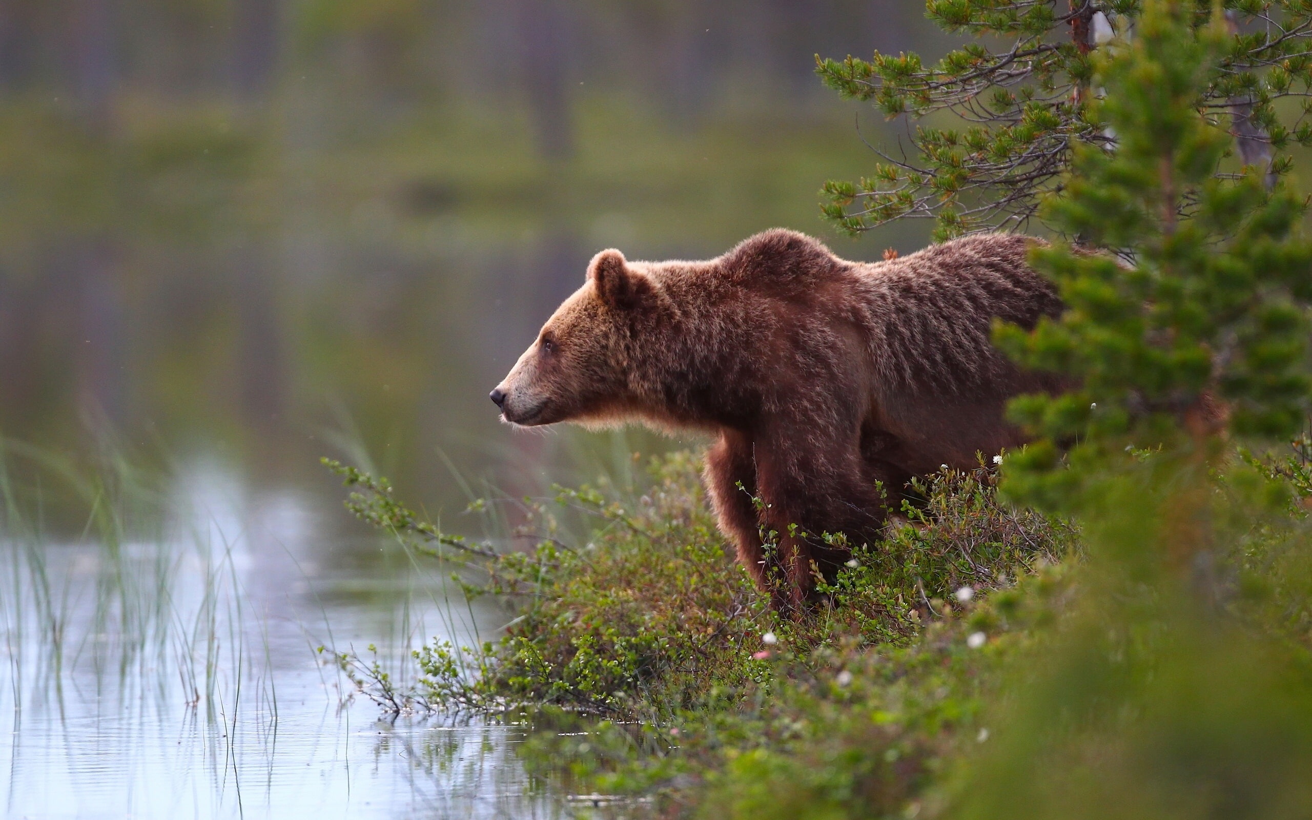Grass, 2K, Water, Lakeside, Bear, Brown, HD Wallpaper