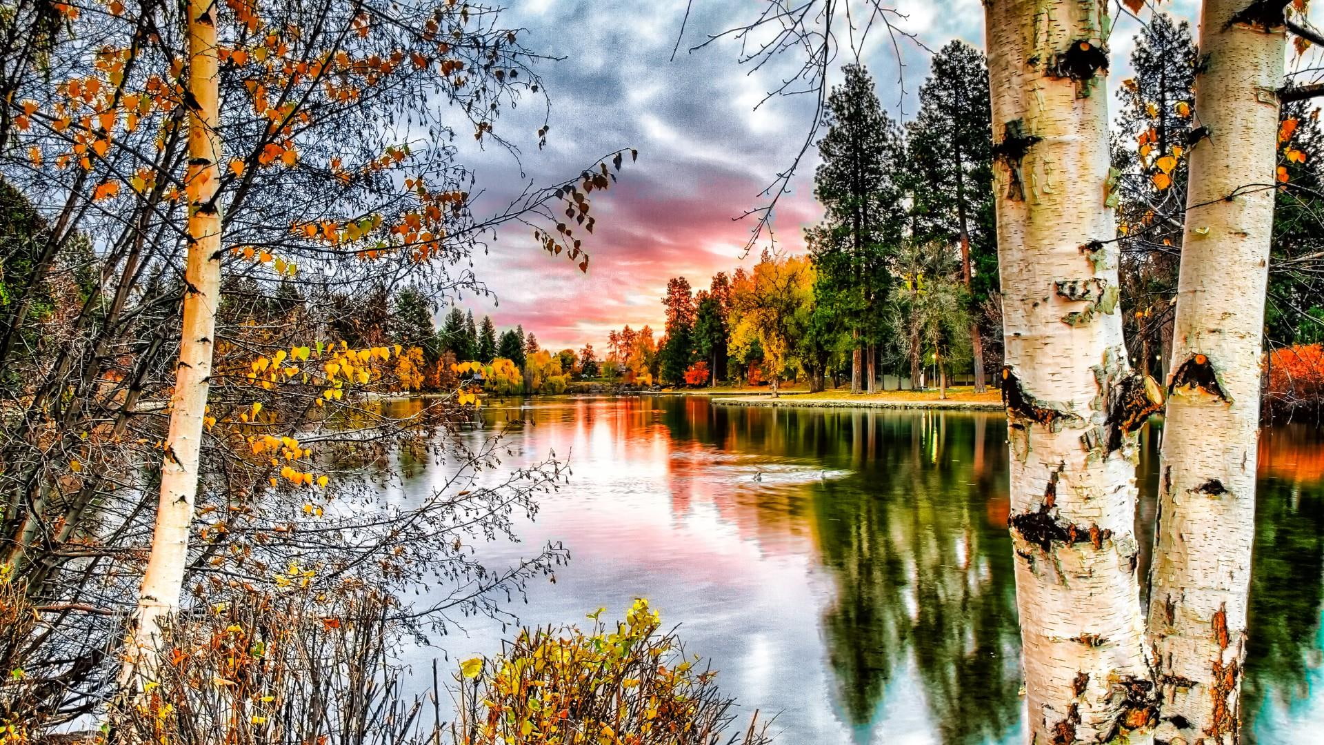 autumn, birch, plant, mood, sky, water, calm, pond, 1080P, reflection, bayou, lake, cloudy, branch, nature, leaf, lakeside, wetland, tree, HD Wallpaper