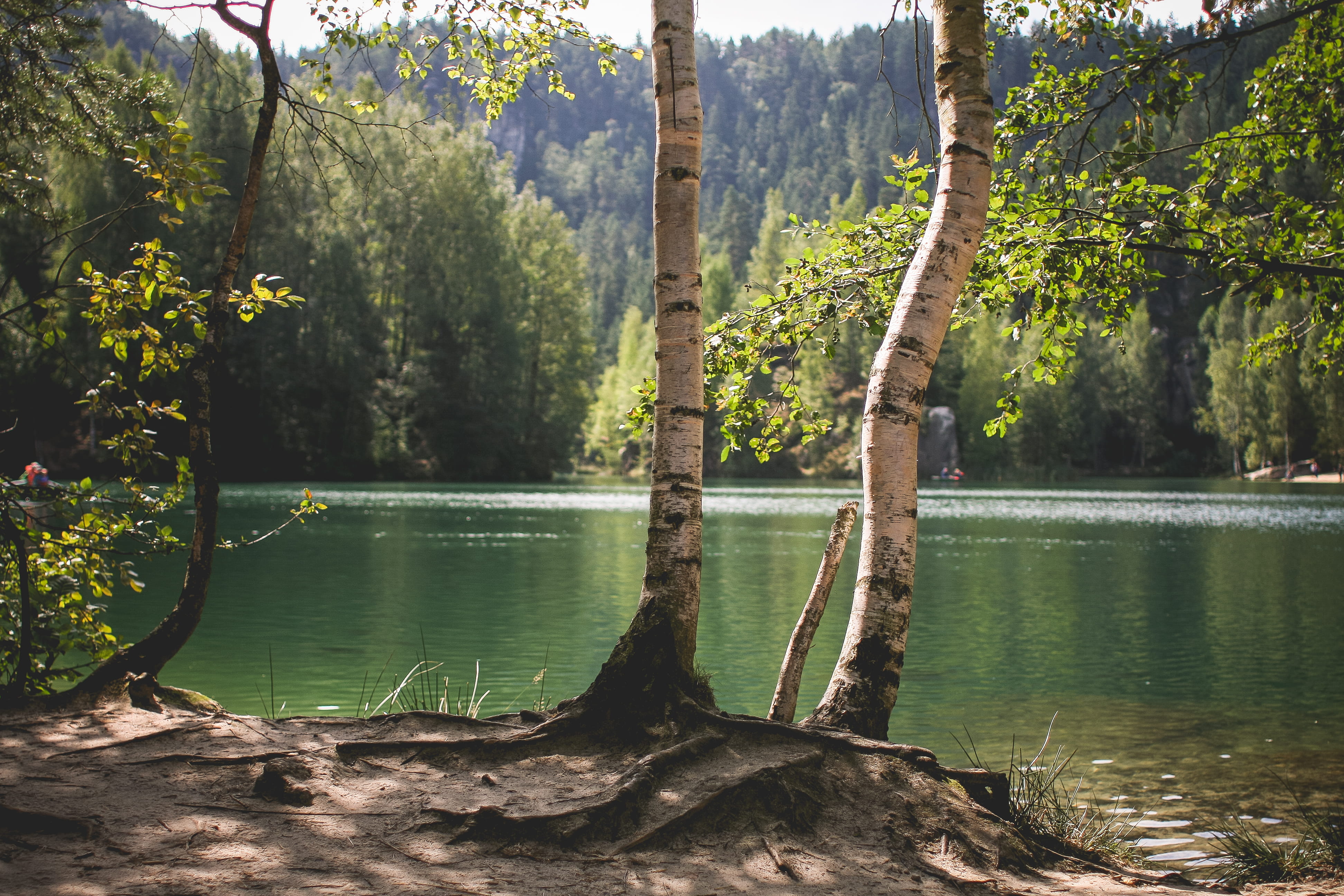 republic, adrspach-teplice rocks, Czech Republic, plant, scenics - nature, no People, adrspach, water, beauty In Nature, tree, Lakeside, non-urban scene, HD Wallpaper