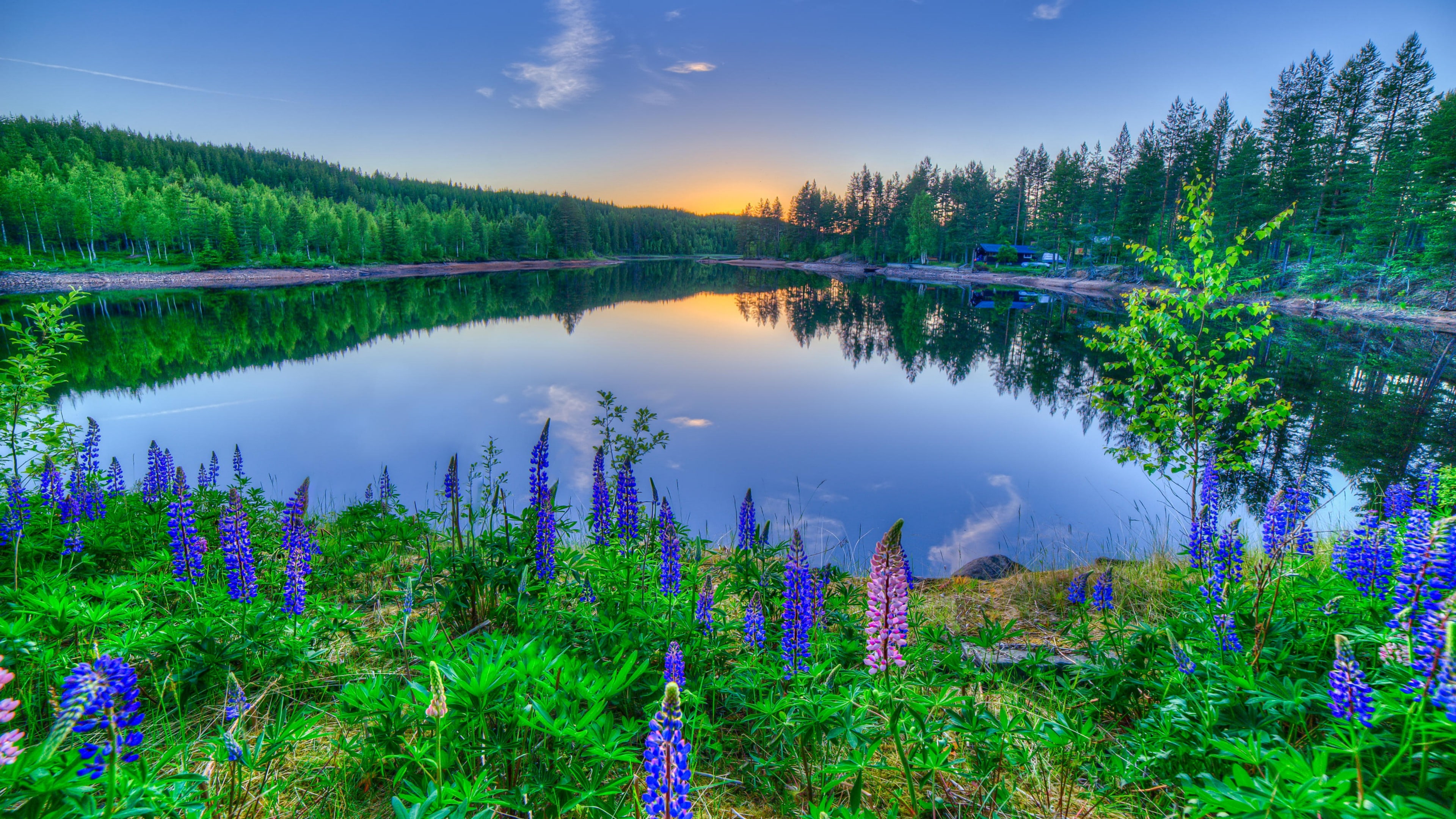 water, reflection, lake, sky, landscape, lupine, wildflower, forest, 4K, vegetation, wilderness, lakeside, HD Wallpaper