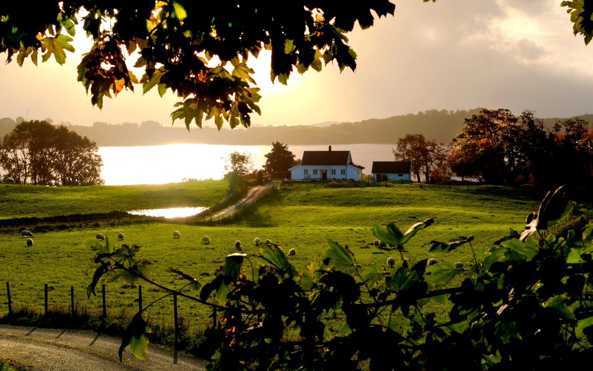 field, lakeside, farm, sheeps, houses, 1080P, lake, roads, nature and landscapes, HD Wallpaper