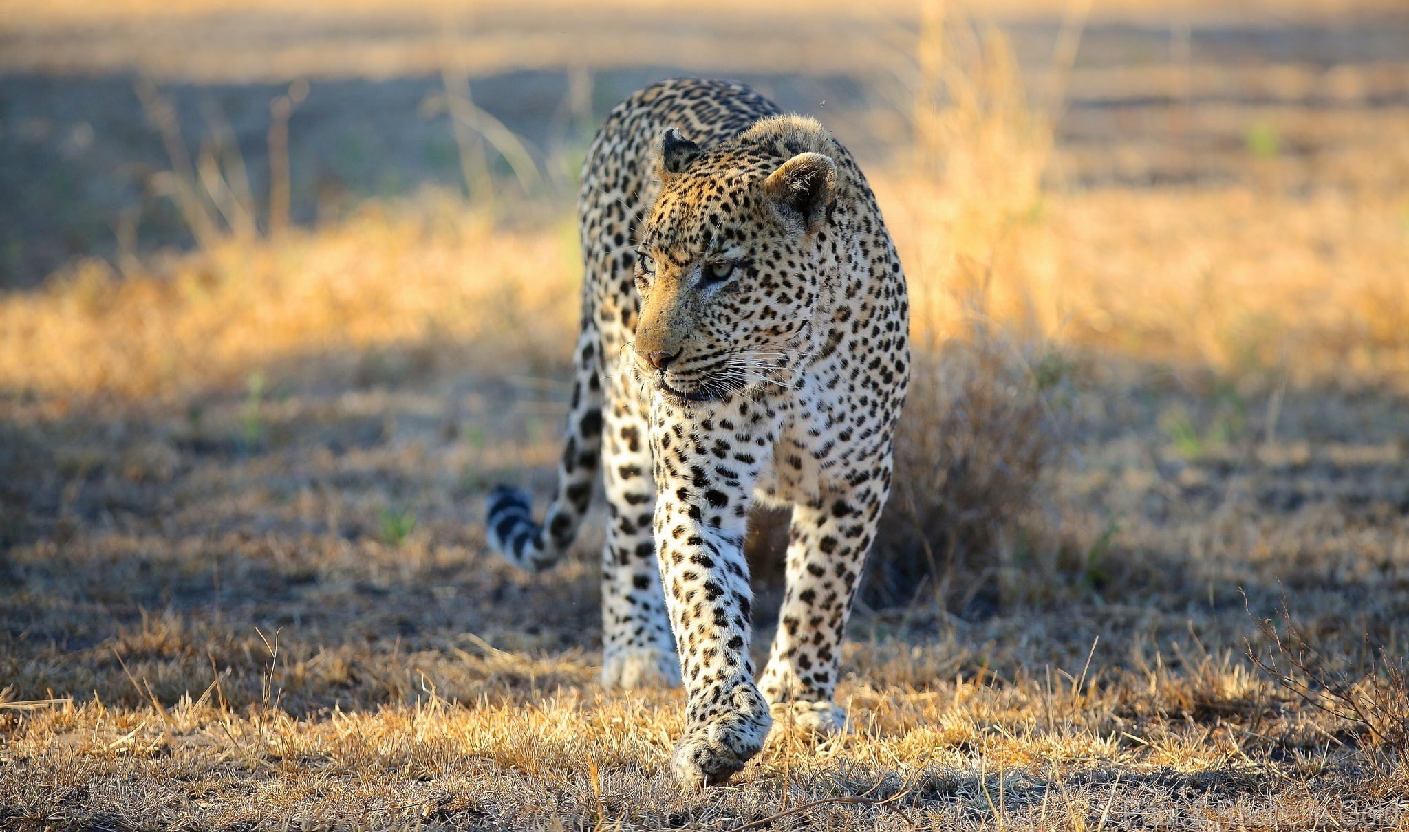 Savannah, face, leopard, 1080P, white, wild cat, Africa, walk, black, predator, HD Wallpaper