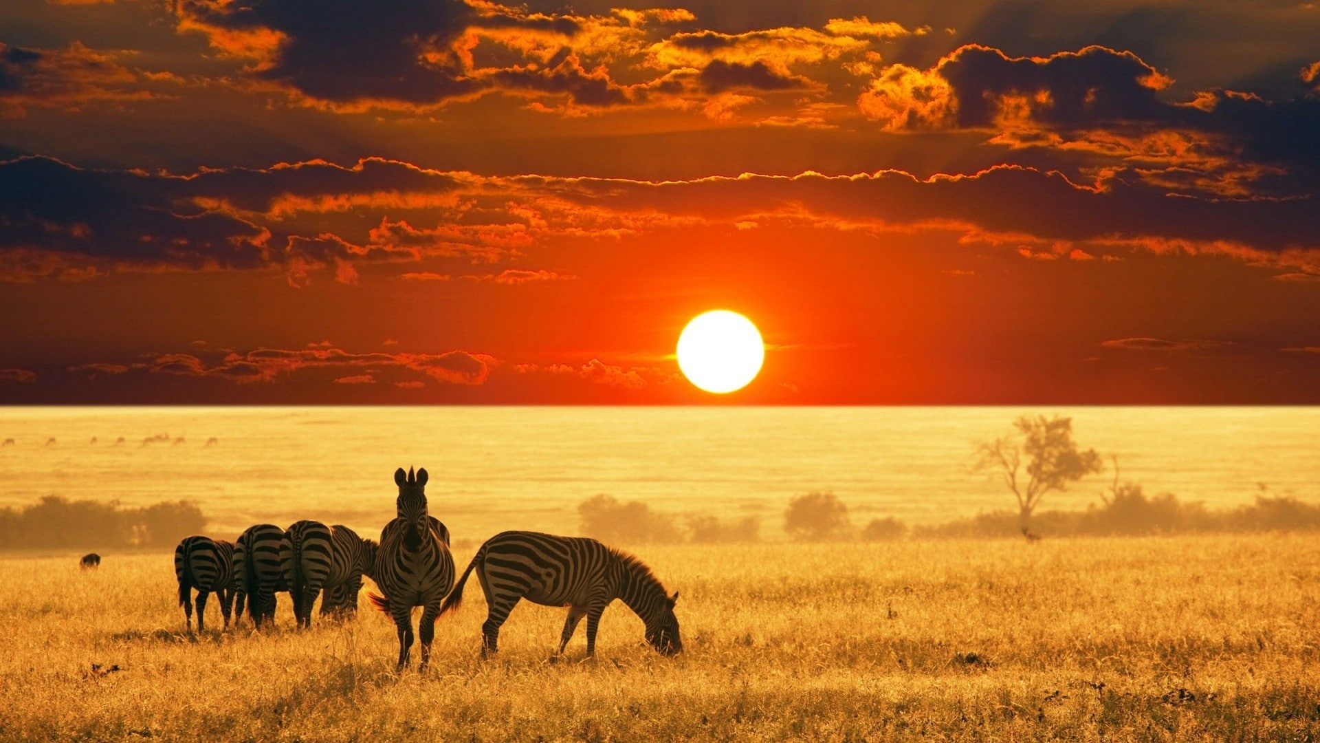 Africa, savannah, photography, nature, Sun, sunset, zebras, sky, 1080P, landscape, animals, HD Wallpaper