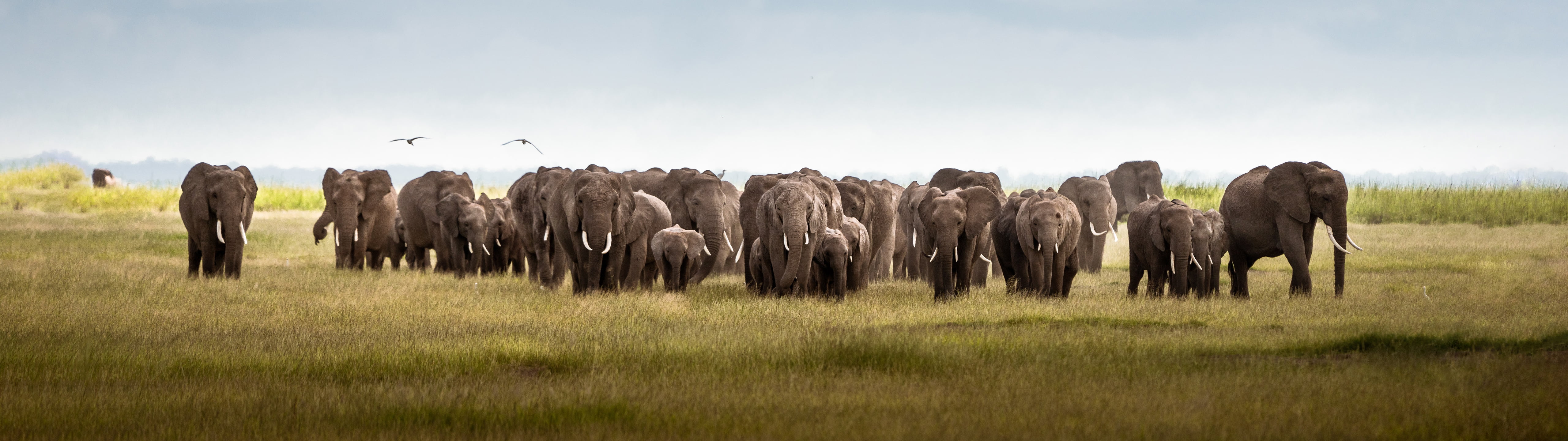 nature, ultrawide, elephant, Africa, Kenya, 5K, animals, HD Wallpaper