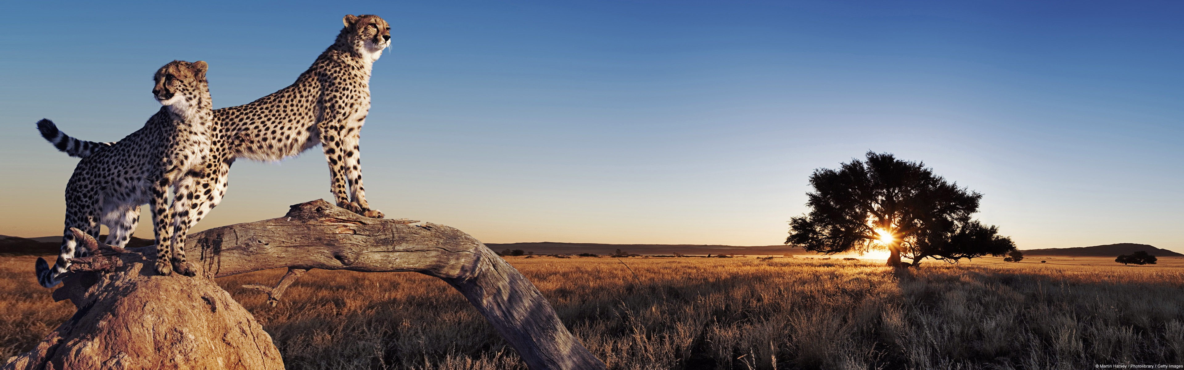 savannah, animals, nature, landscape, cheetahs, 4K, HD Wallpaper