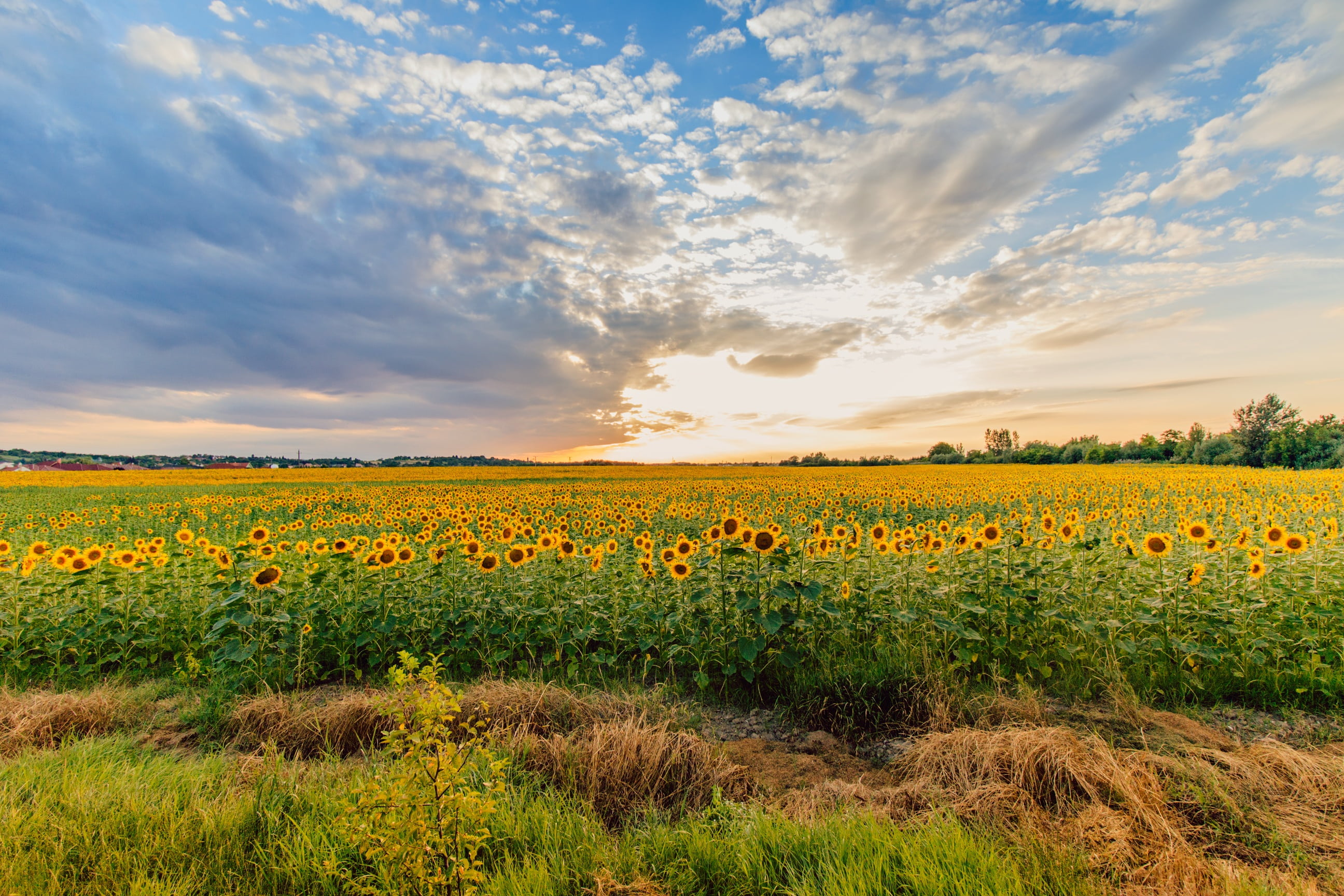 field, gardening, plant, sky, hungary, agriculture, sunset, beauty in nature, sunflower, daytime, mood, summer, freshness, farm, rural Scene, setting sun, HD Wallpaper