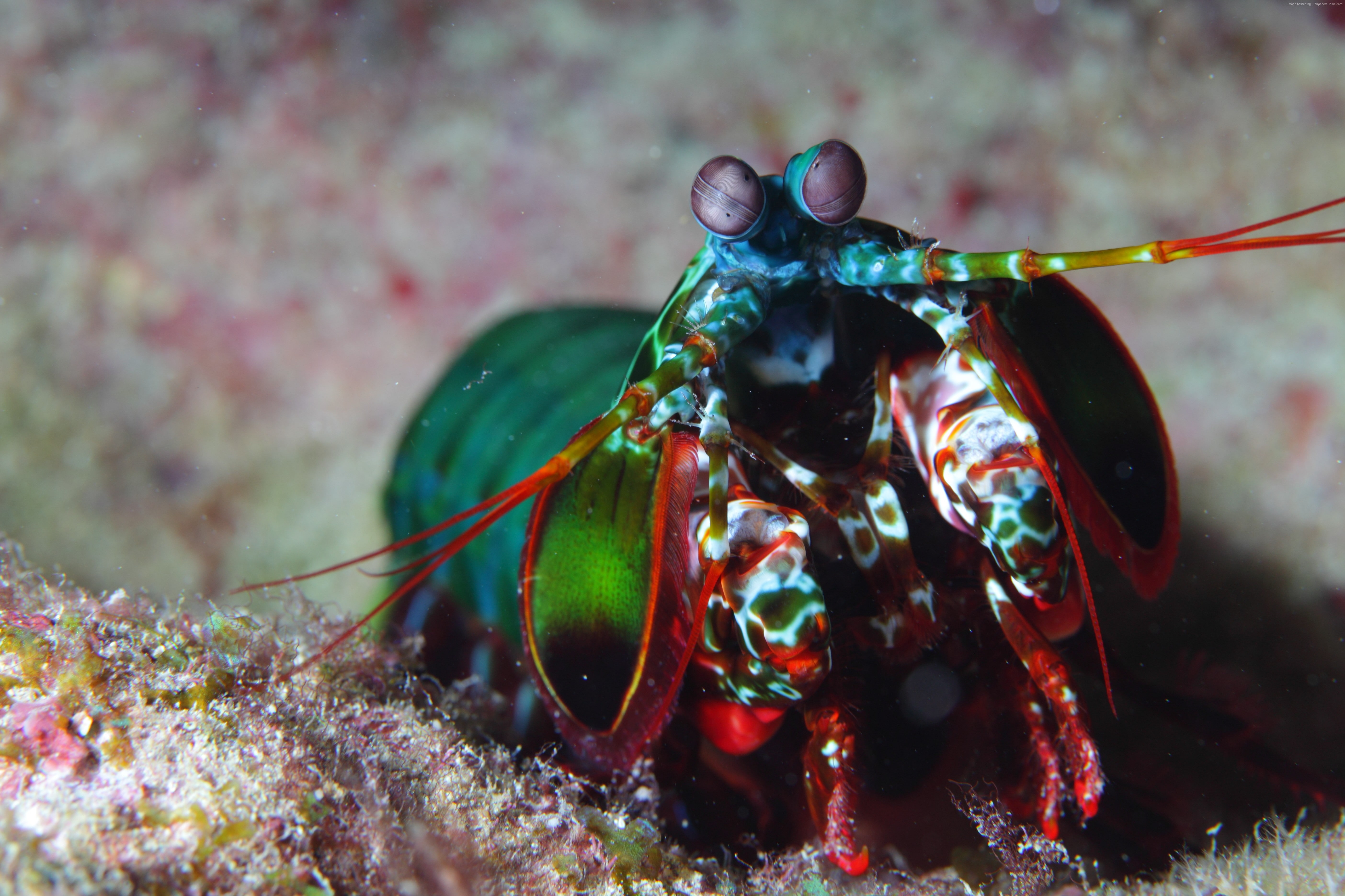 Indian, Hawaii, Ocean, water, Pacific, Mantis shrimp, underwater, shrimp, 5K, colorful, diving, tourism, Africa, HD Wallpaper