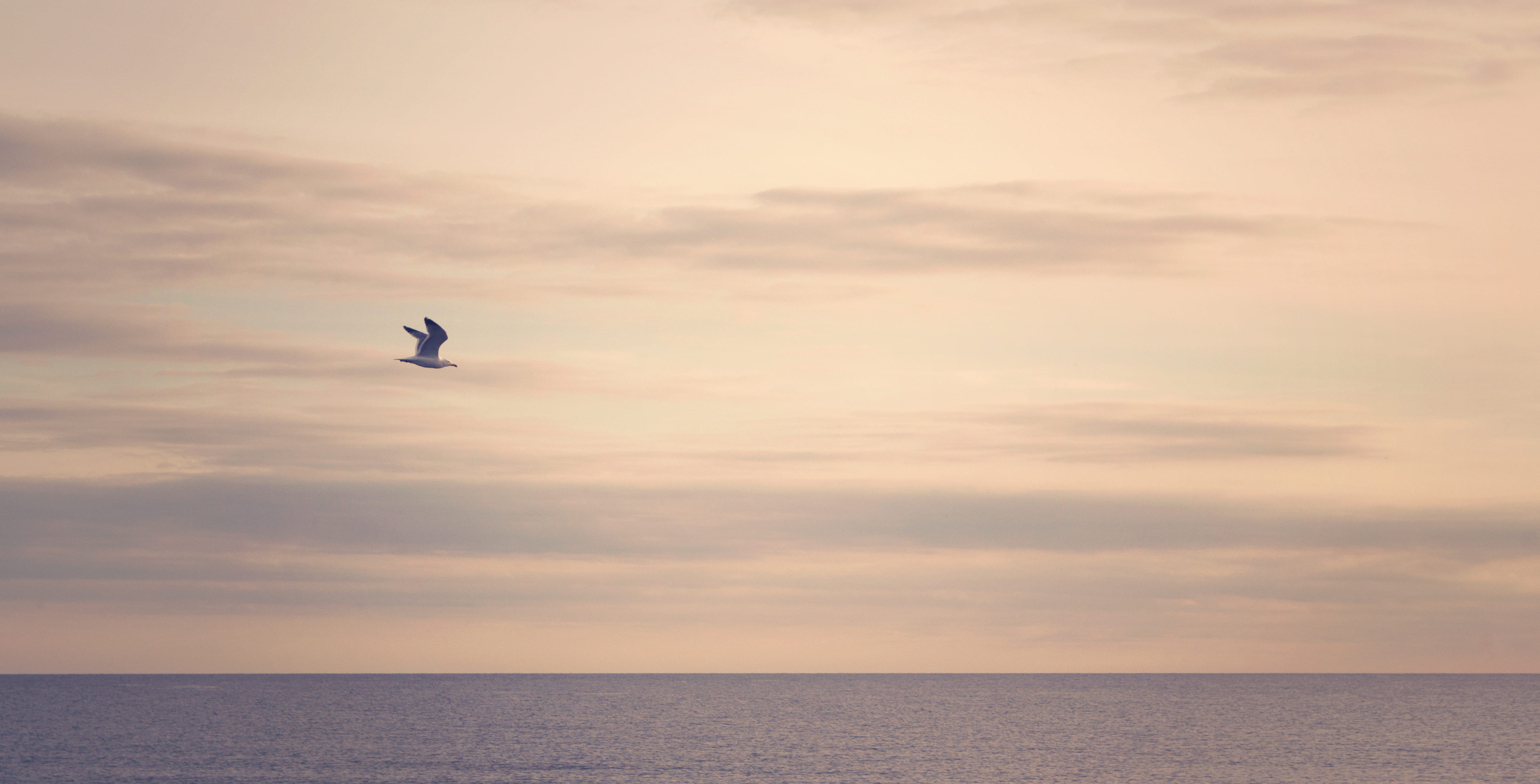 tranquility, seagull, animals in the wild, light, water, one animal, cloud - sky, france, sea, vertebrate, bird, digue à la mer, horizon over water, scenics - nature, HD Wallpaper