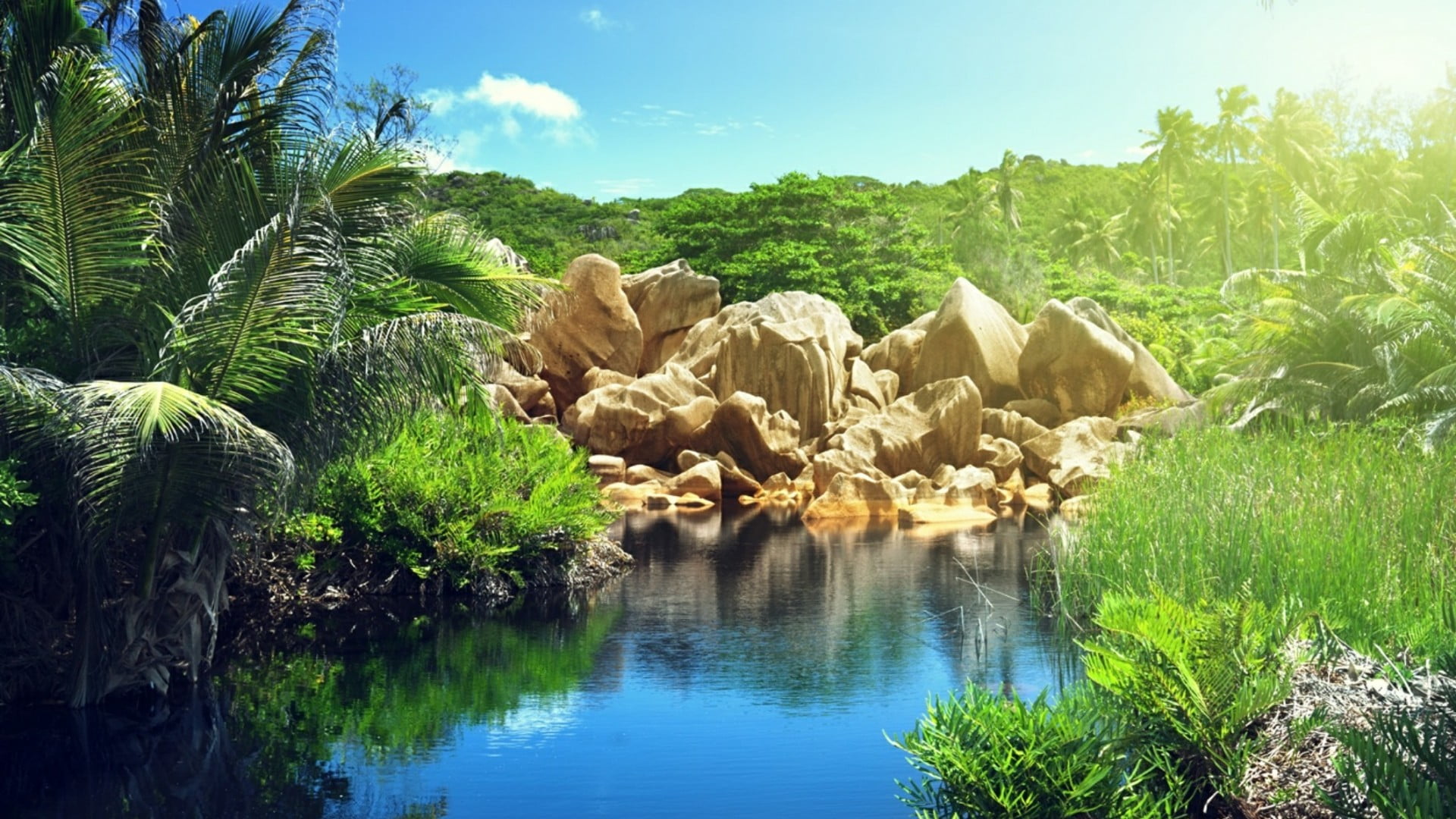 palm tree, summer, nature, pond, non-urban scene, tranquility, rock, palm, day, jungle, plant, vacation, no people, group of animals, seychelles, reflection, HD Wallpaper