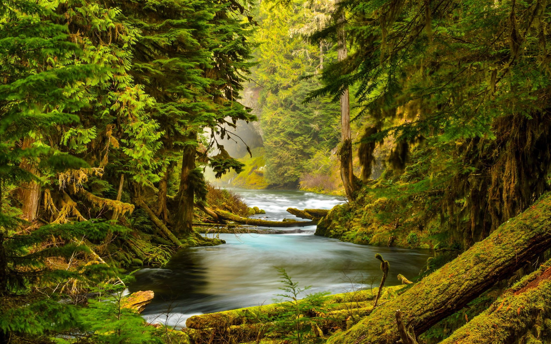 Oregon, Moss, Forest, McKenzie, Trees, River, 1080P, HD Wallpaper