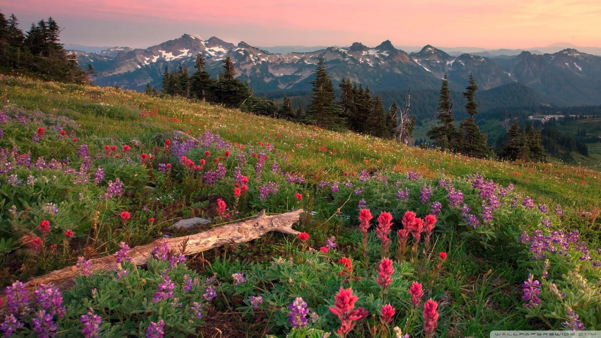 rainier, mountains, forests, flowers, 1080P, mount, tatoosh, nature and landscapes, range, HD Wallpaper