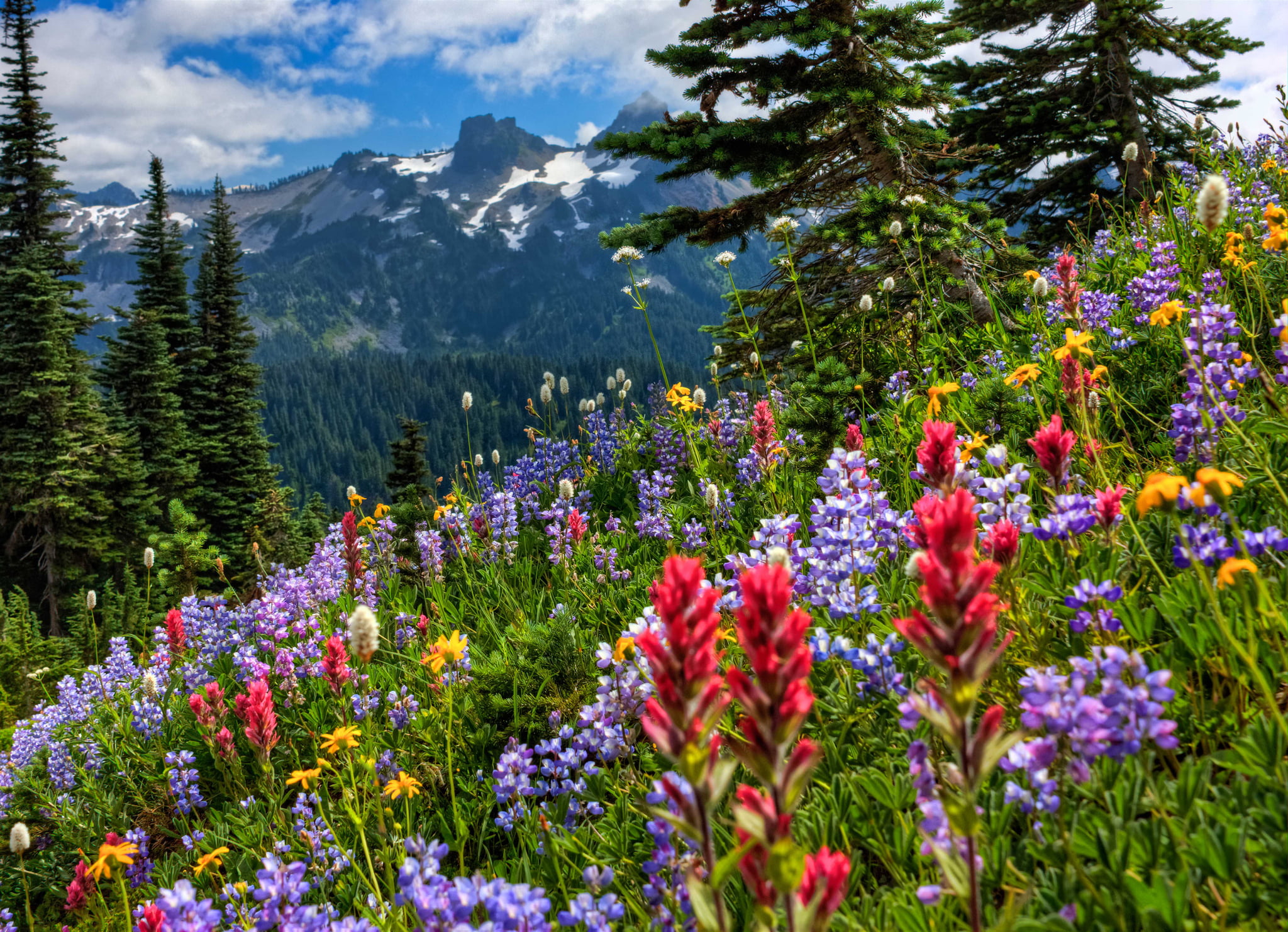 mountain, purple, no People, freshness, tranquility, grass, flowers, valley, fragility, color Image, landscape, day, 1080P, mountains, plant, green Color, HD Wallpaper