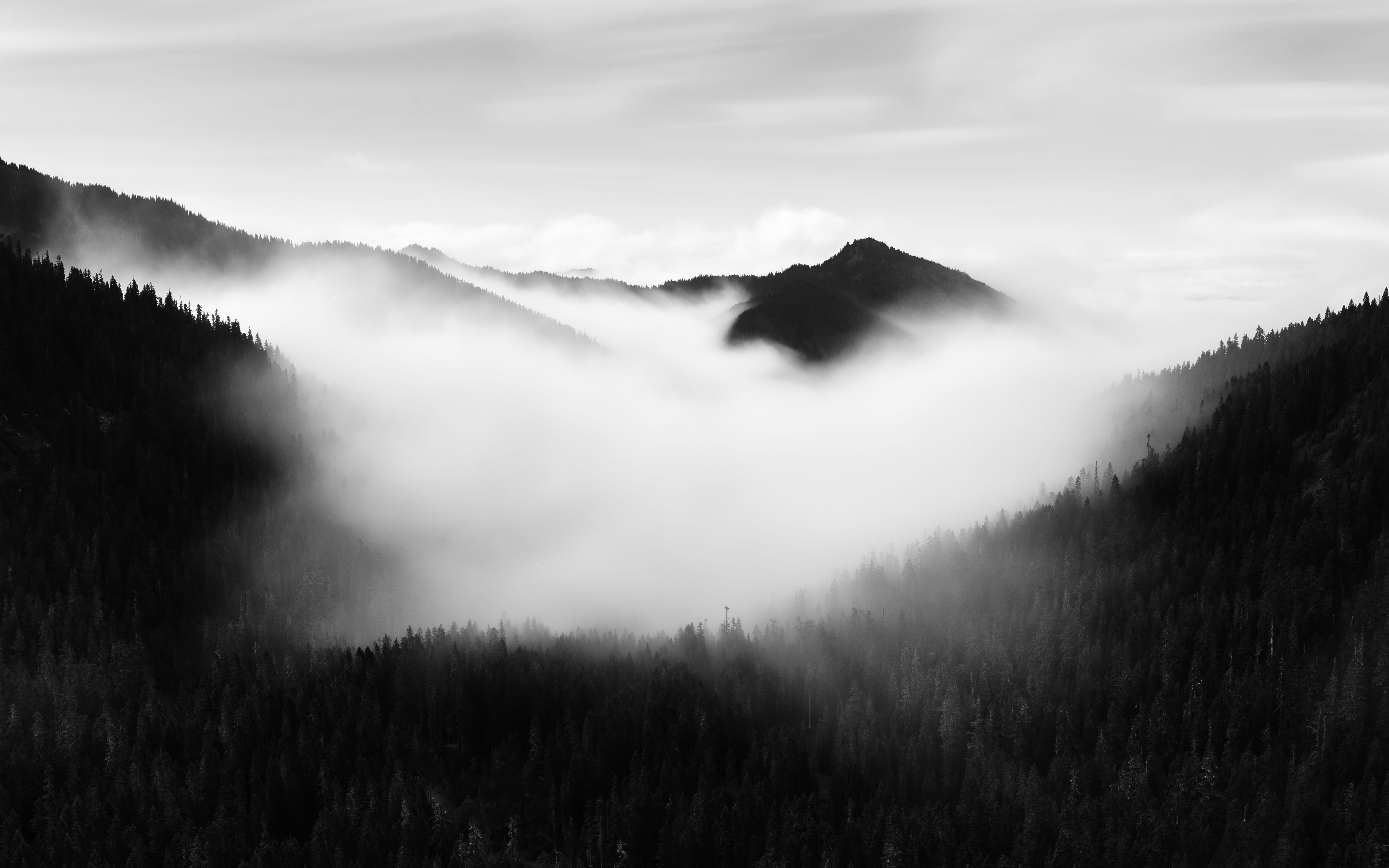 woodland, photography, forest, beauty in nature, land, black and white, mist, pnw, clouds, non-urban scene, sky, atmospheric mood, 5K, mt. rainier national park, HD Wallpaper
