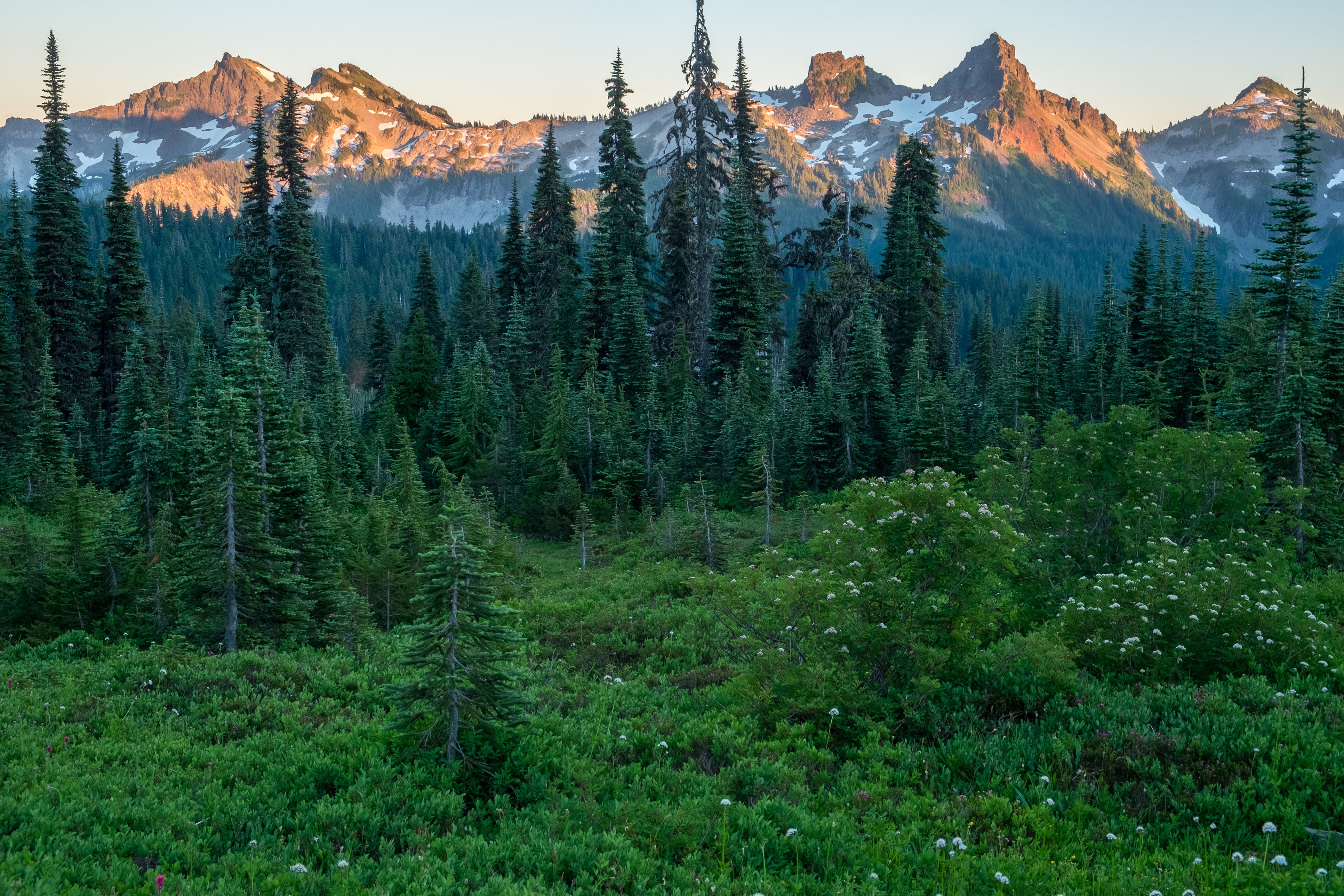 national, park, grass, spruce, 4K, parks, photo, rainier, mount, nature, usa, forests, mountains, HD Wallpaper