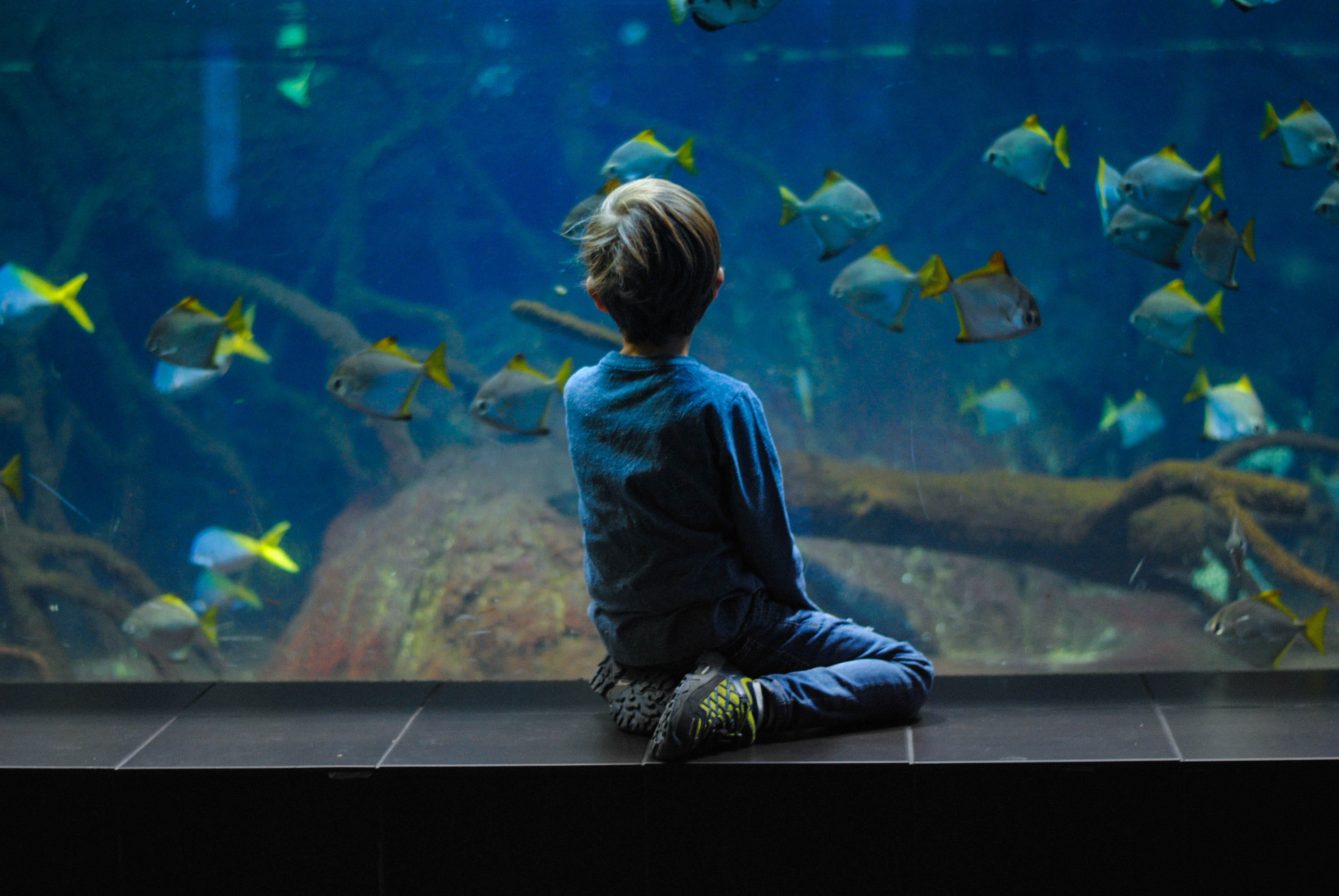 wonder, aquarium, germany, sat, tank, berlin, childhood, person, boy, water, fish, animal, indoors, large group of animals, sea life, underwater, animals in the wild, HD Wallpaper