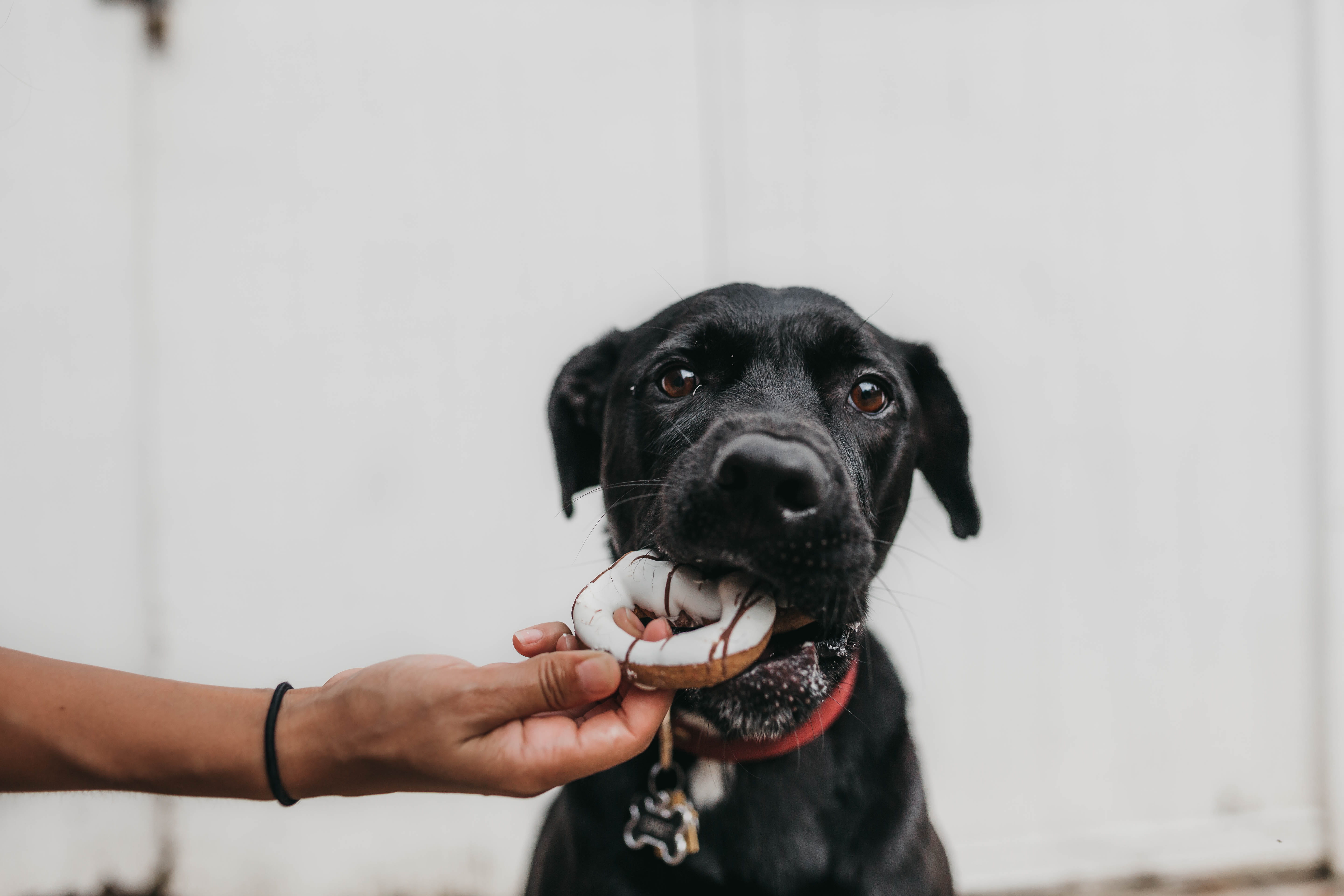 people, fun, person, friendship, toy, donut, minimalist, black dog, cheerful, black Color, outdoors, happiness, brown, puppy, doughnut, grabbing, biting, HD Wallpaper