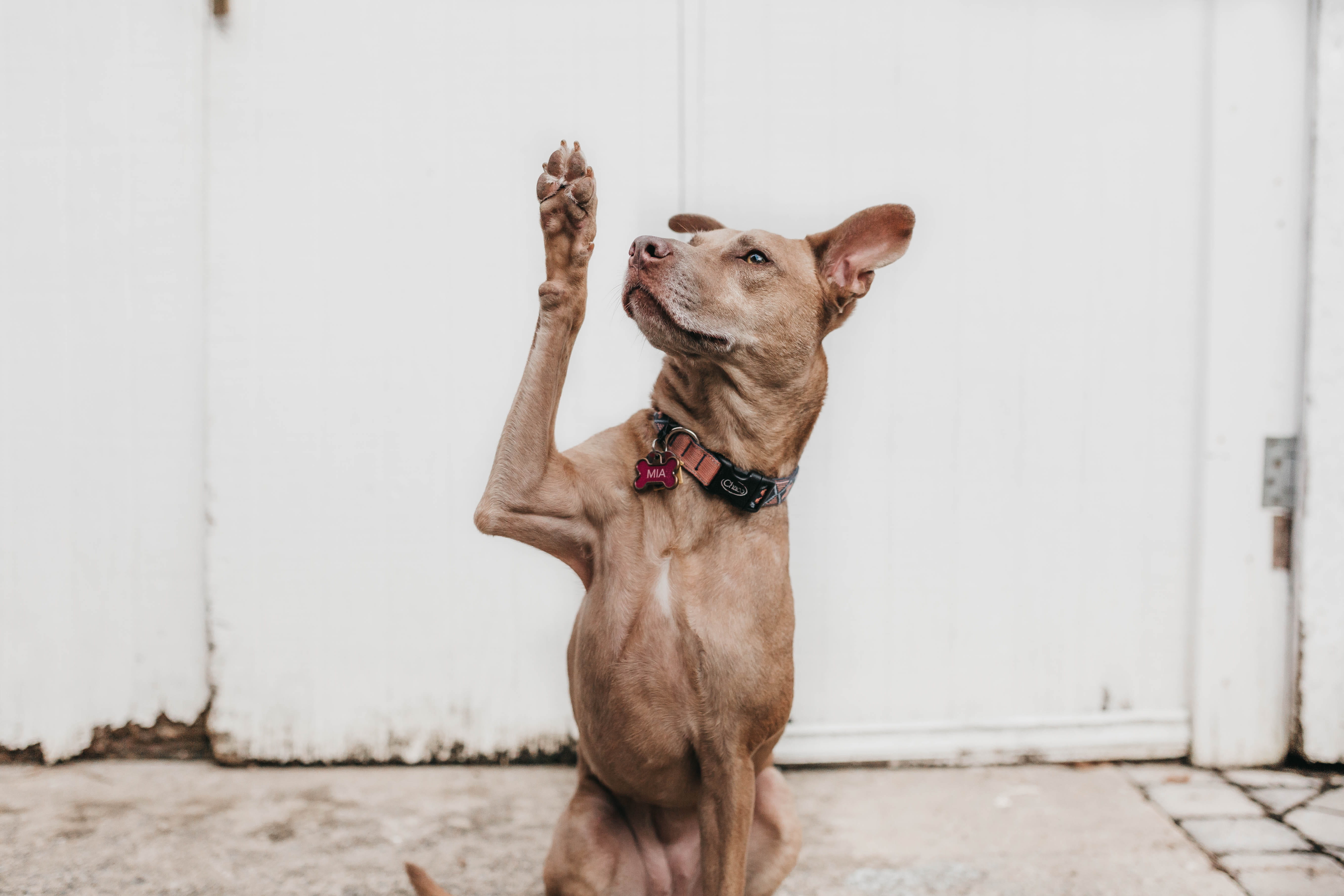 pet, outdoors, pets, puppy, wall - building feature, minimalist, student, coated, paw, humor, wave, hands up, looking, domestic, raise hand, raising hand, HD Wallpaper