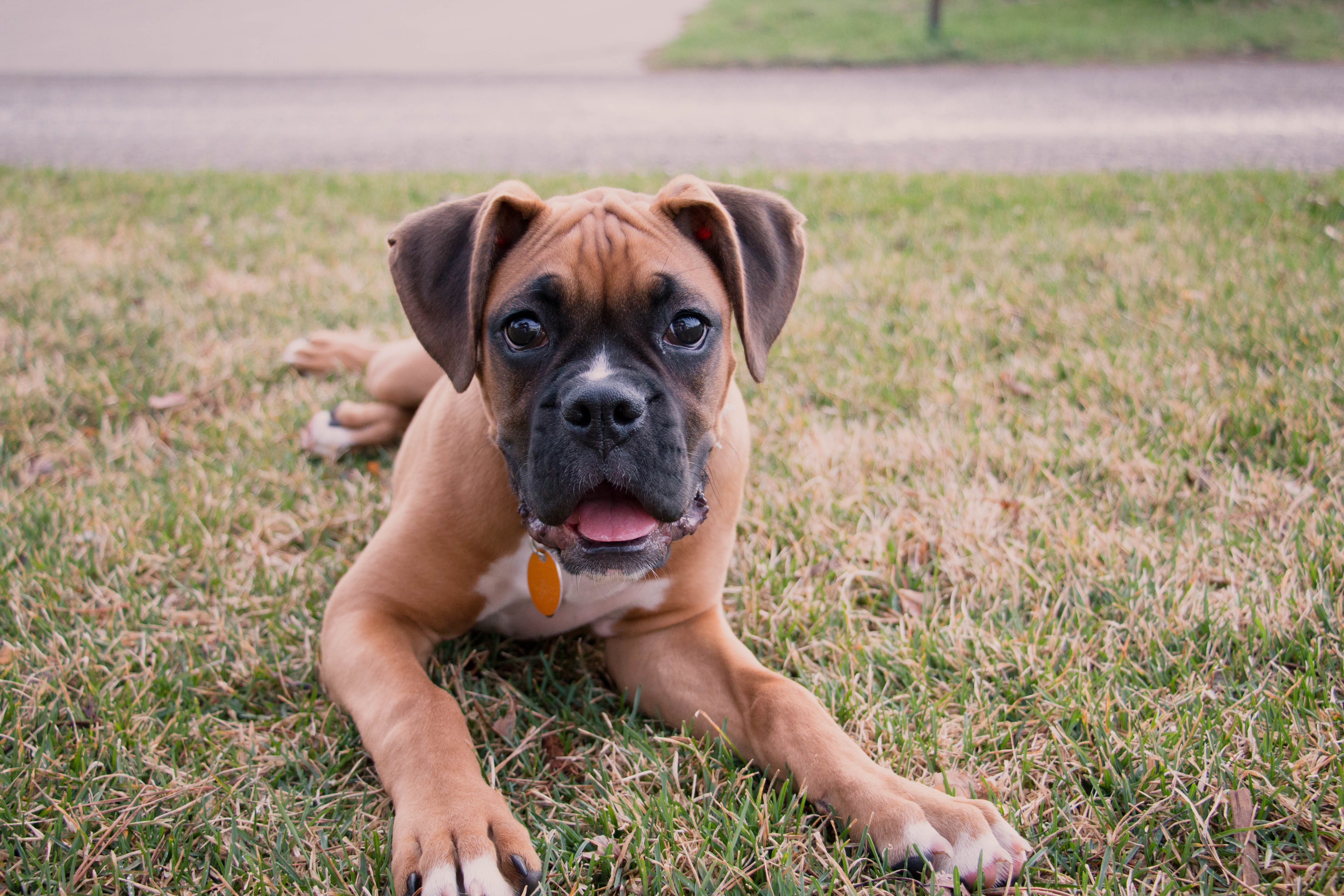animal themes, portrait, grass, pets, lying, no people, looking at camera, dog, brown, plant, animal, canine, nature, land, puppy, walk, lying down, young animal, HD Wallpaper