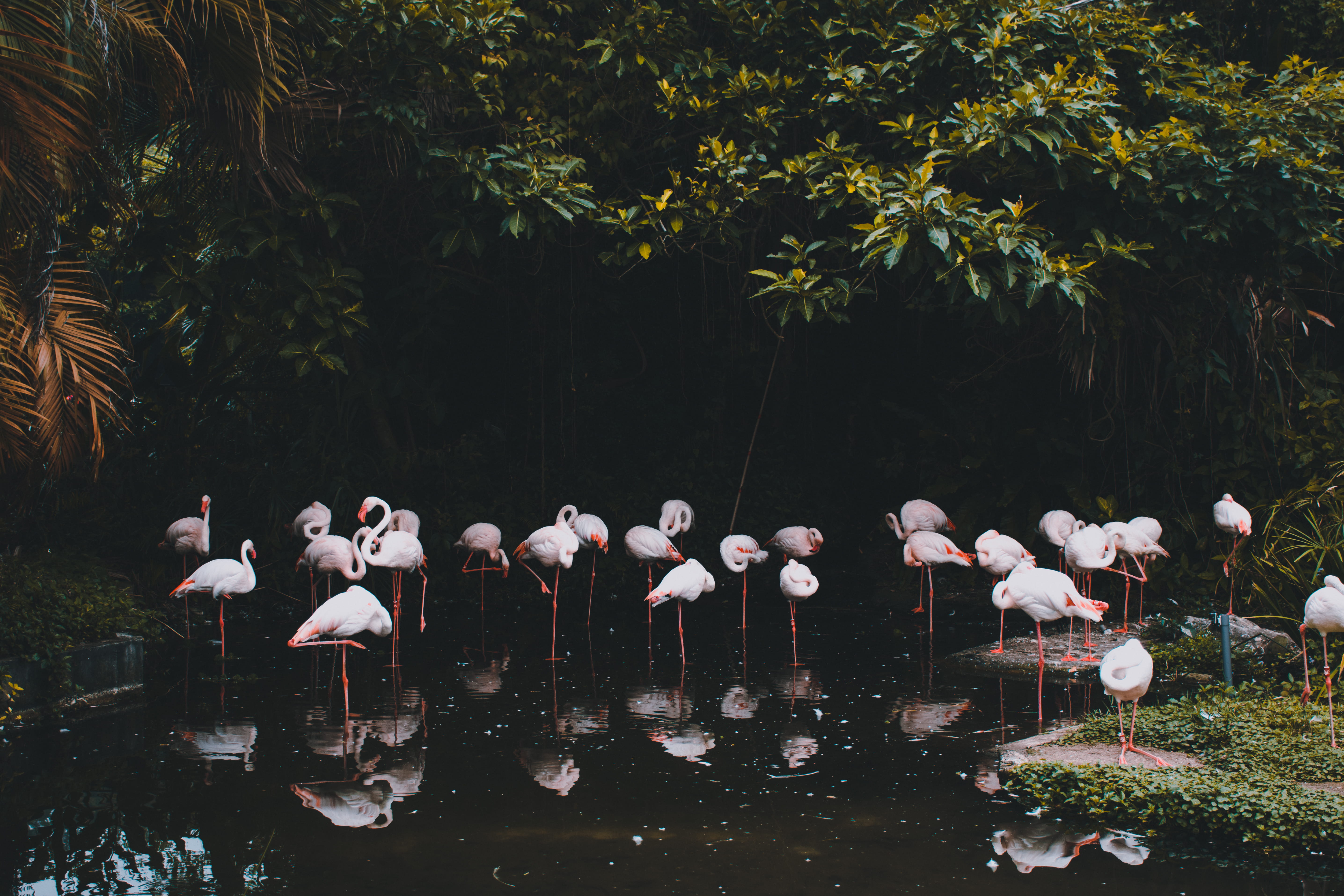 beauty In Nature, bird, pond, feather, leg, sat, mammal, lake, leaf, water, pink, summer, woodland, forest, animal, group, flamingo, tree, 5K, palm, flamingos, HD Wallpaper