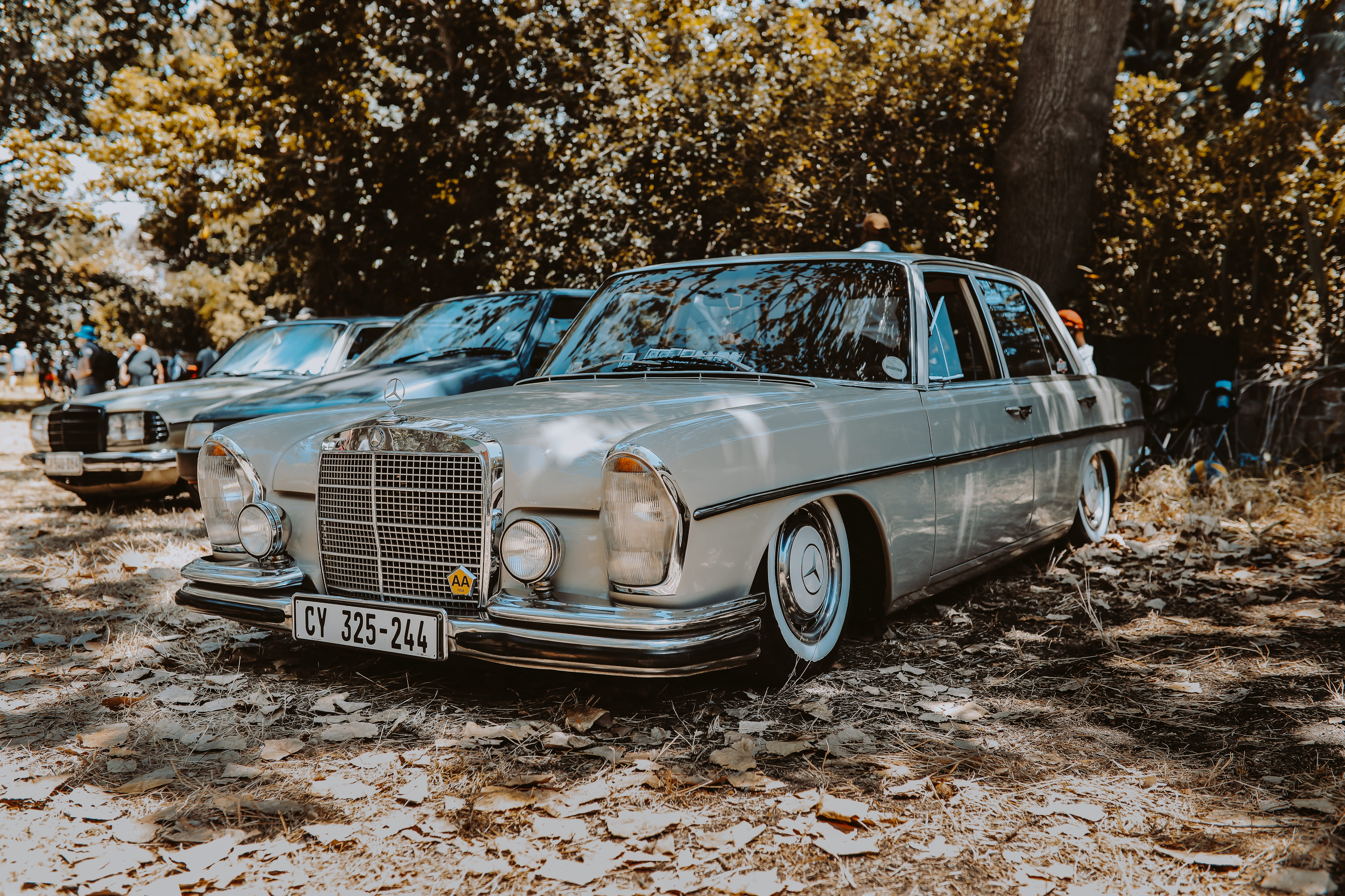 mercedes-benz, plant, tree, land vehicle, abandoned, vintage car, gray, benz, south africa, mercedes benz, mercedes, field, retro styled, obsolete, motor vehicle, HD Wallpaper