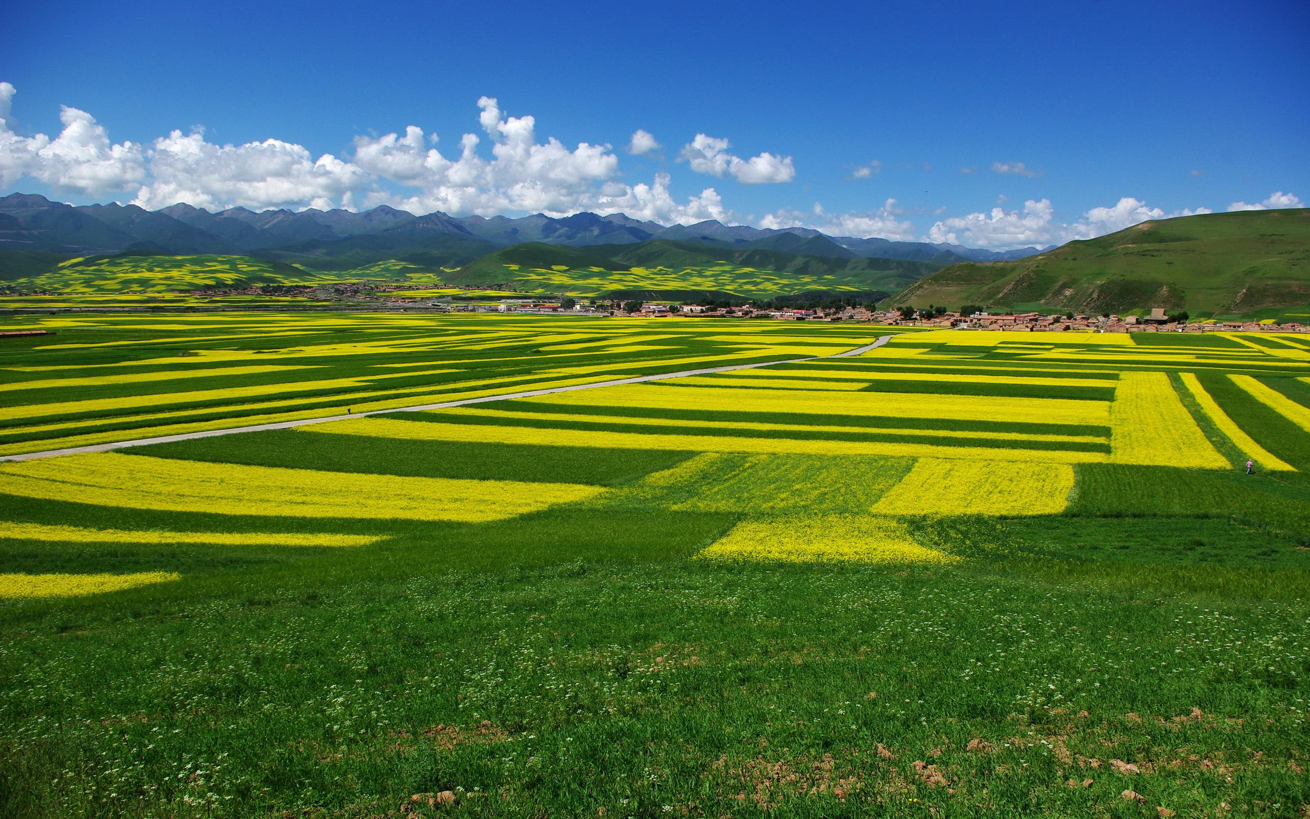 flowers, grass, vast, green, yellow, field, beauty, 2K, 3d and abstract, HD Wallpaper