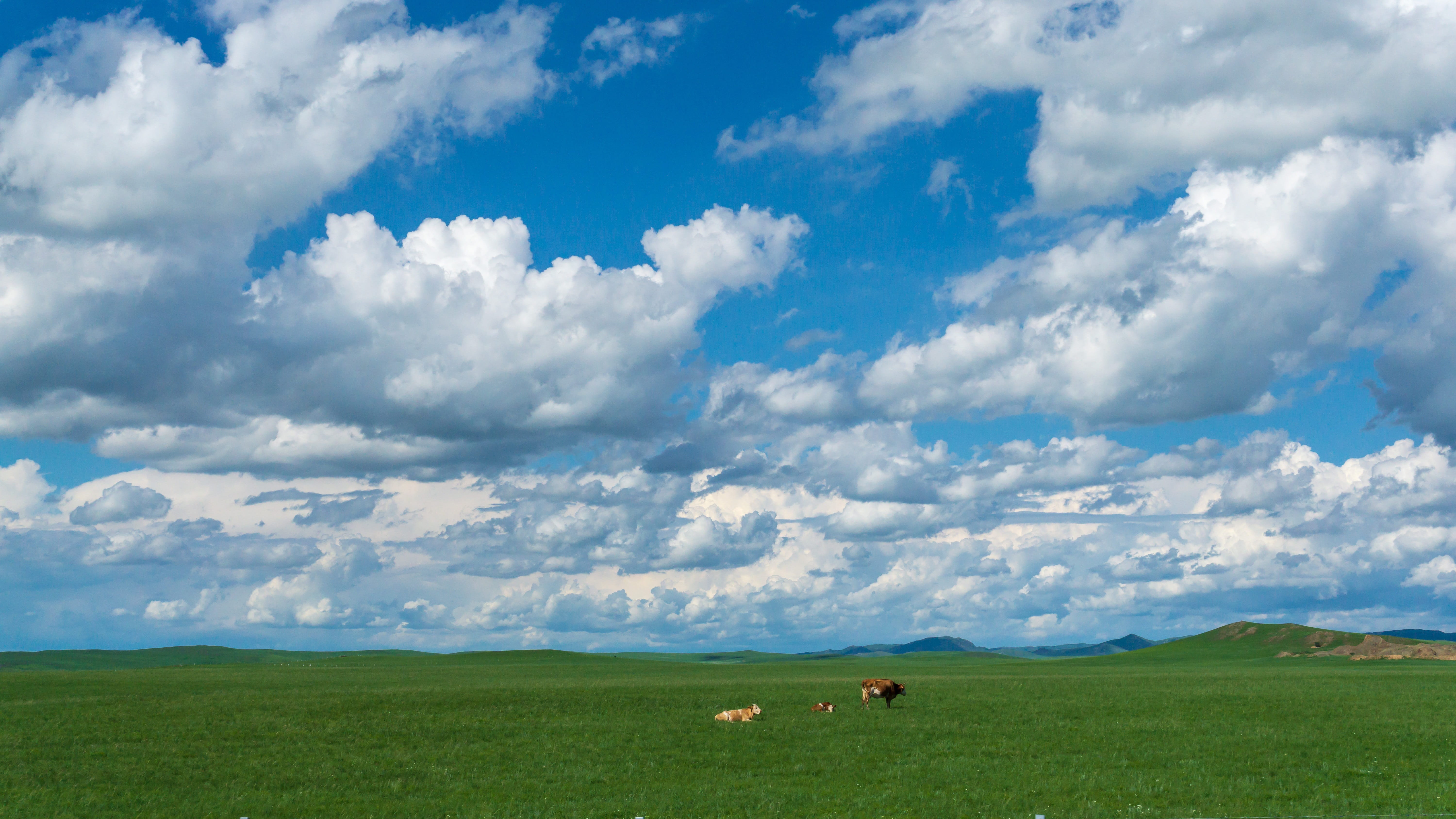 outdoors, sheep, animal themes, scenics - nature, cattle, domestic animals, no people, plant, white cloud, group of animals, sky, domestic, 5K, green color, HD Wallpaper