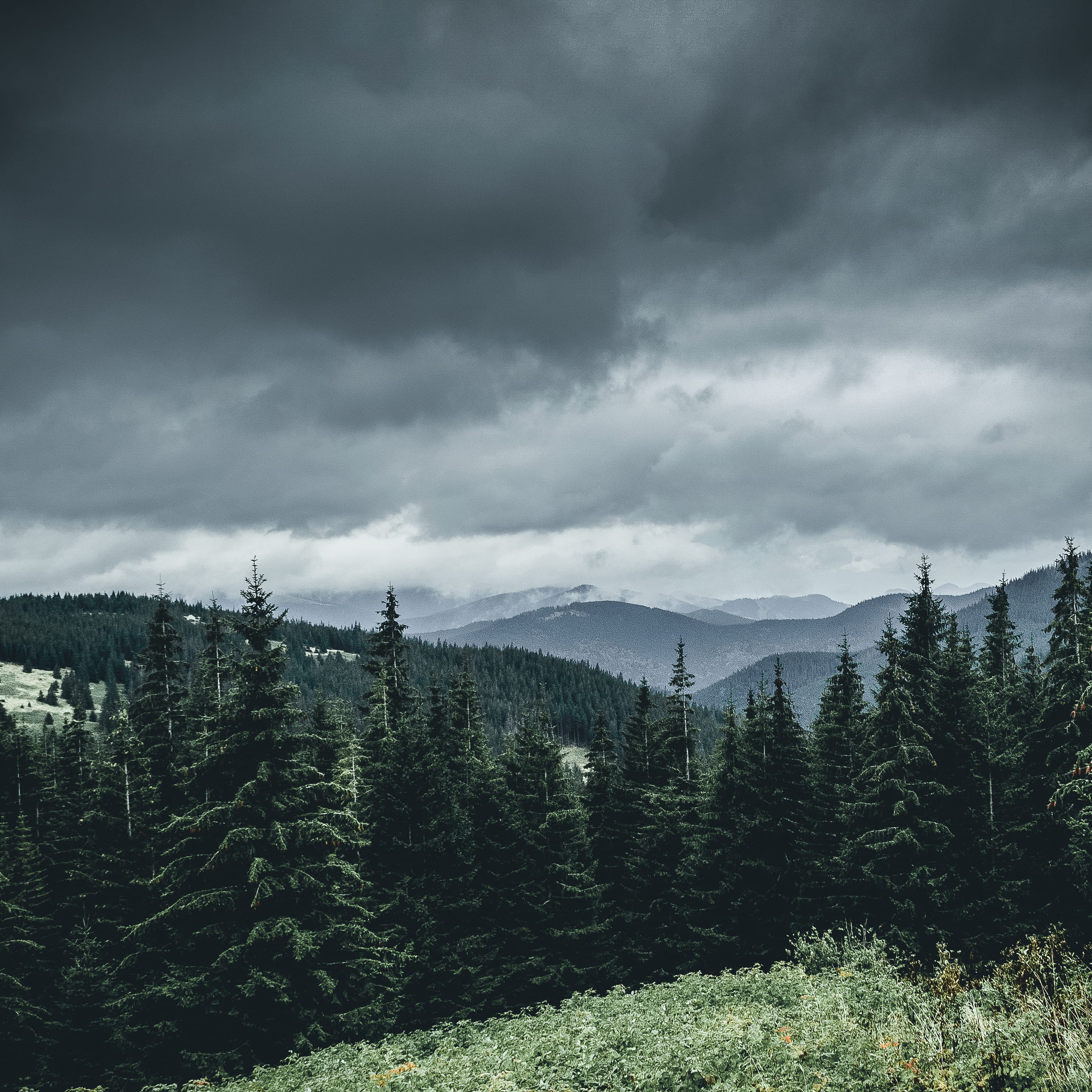 pine, environment, nikon, coniferous tree, explore, woodland, outdoors, tourism, tranquil scene, 1080P, mountain, forest, mood, non-urban scene, outdoor, Phone HD Wallpaper
