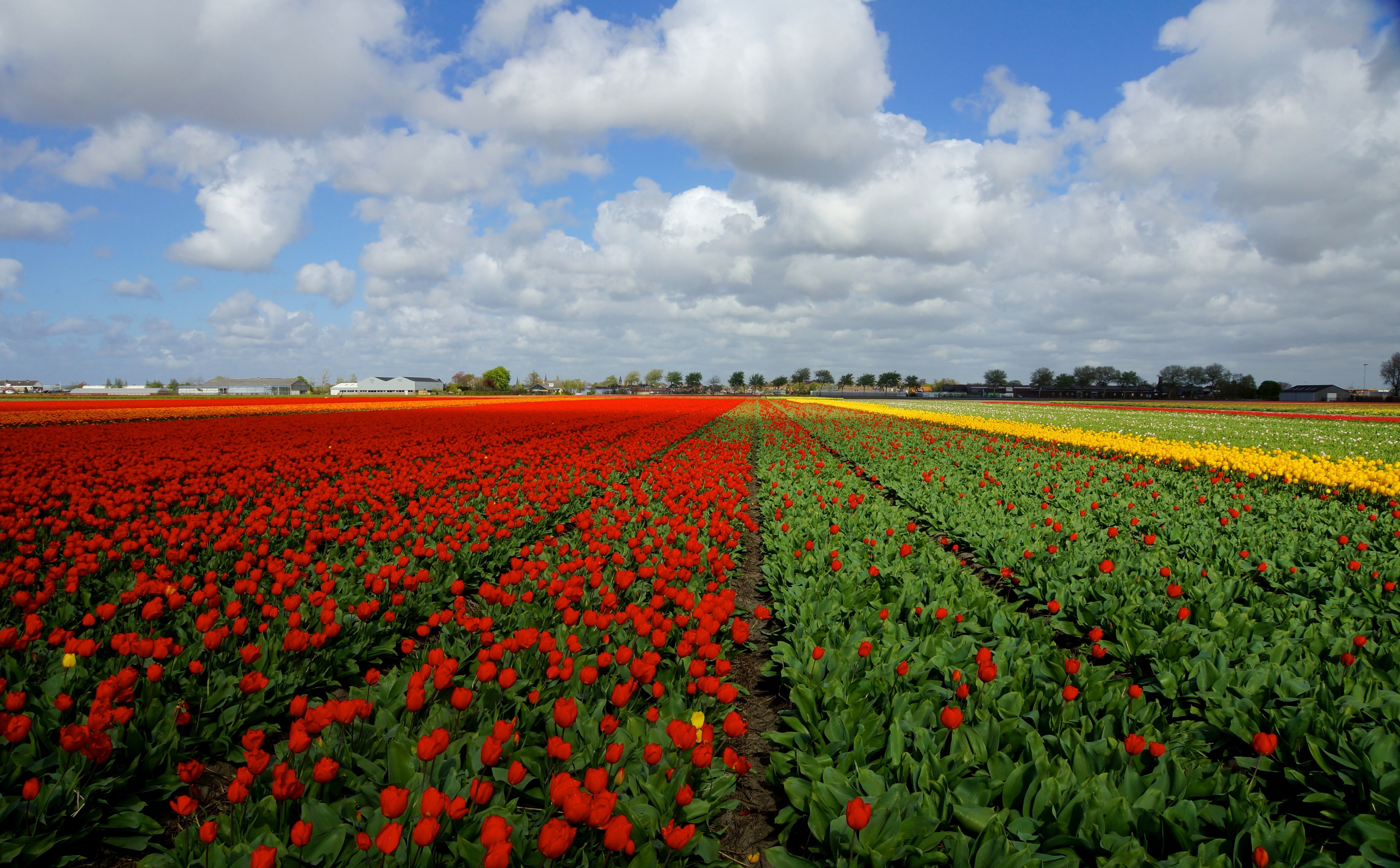 flower, tulip, sky, southholland, Beautiful, tranquil scene, growth, land, beauty in nature, vulnerability, hillegom, vast, flowering plant, plant, tranquility, HD Wallpaper