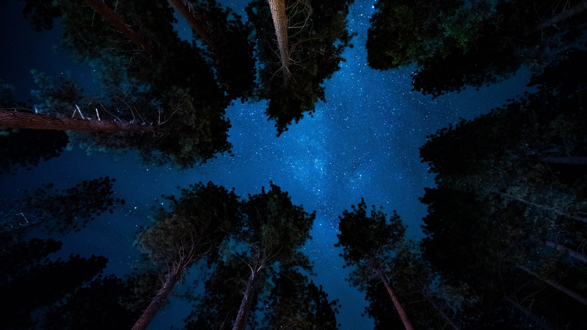 sky, scenics - nature, space, growth, tranquility, dark, coniferous tree, night, tree, starry night, outdoors, star, forest, 1080P, space and astronomy, HD Wallpaper
