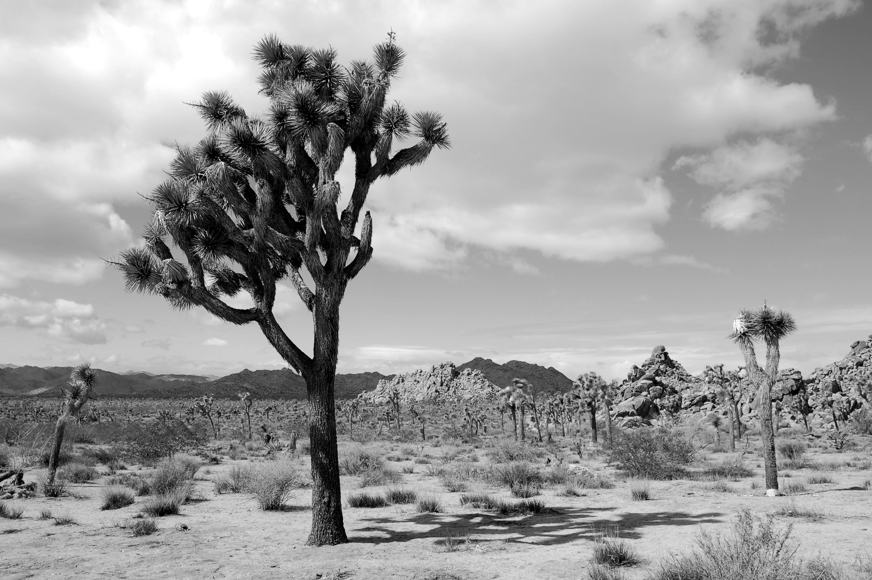 tree, rocks, arid climate, field, black and white, mojave desert, land, semi-arid, beauty in nature, cloud - sky, day, no people, tranquility, 2K, plant, HD Wallpaper