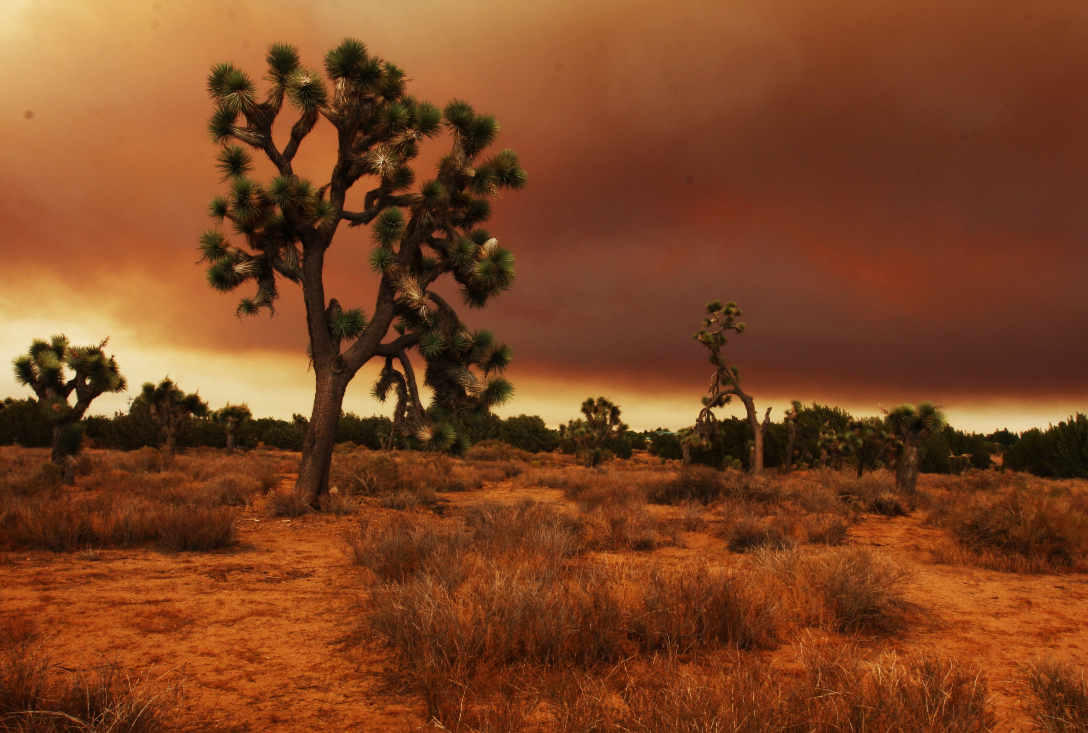 nature, landscape, scenics, 2K, grass, tree, desert, sunset, sky, clouds, brown, mojave, photography, HD Wallpaper